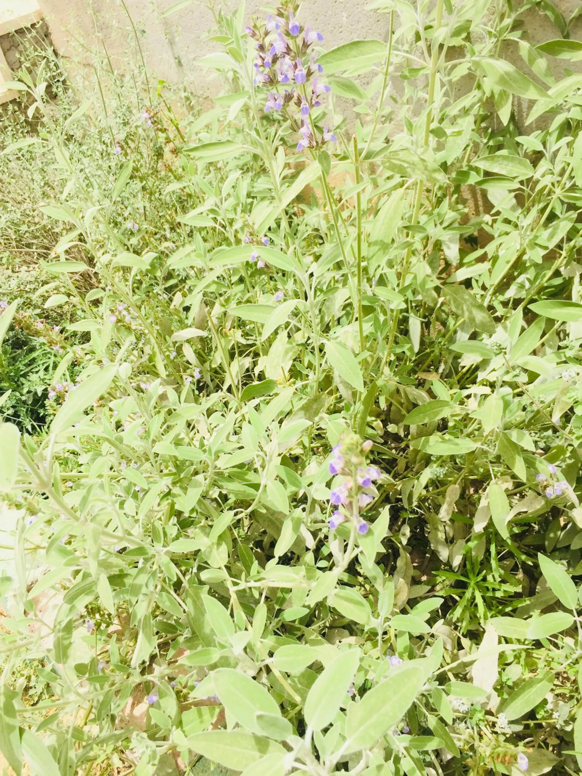 Garden in Khan Alsira - חאן אלסרה