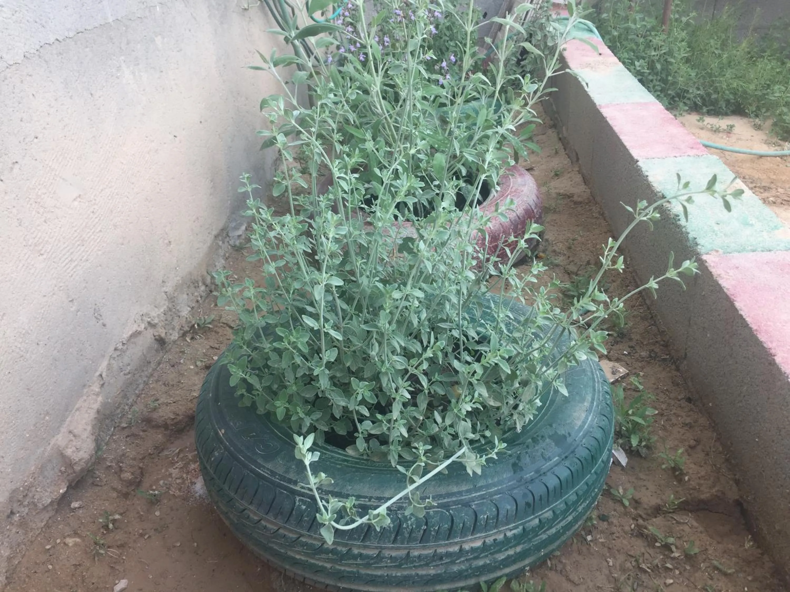 Garden in Khan Alsira - חאן אלסרה