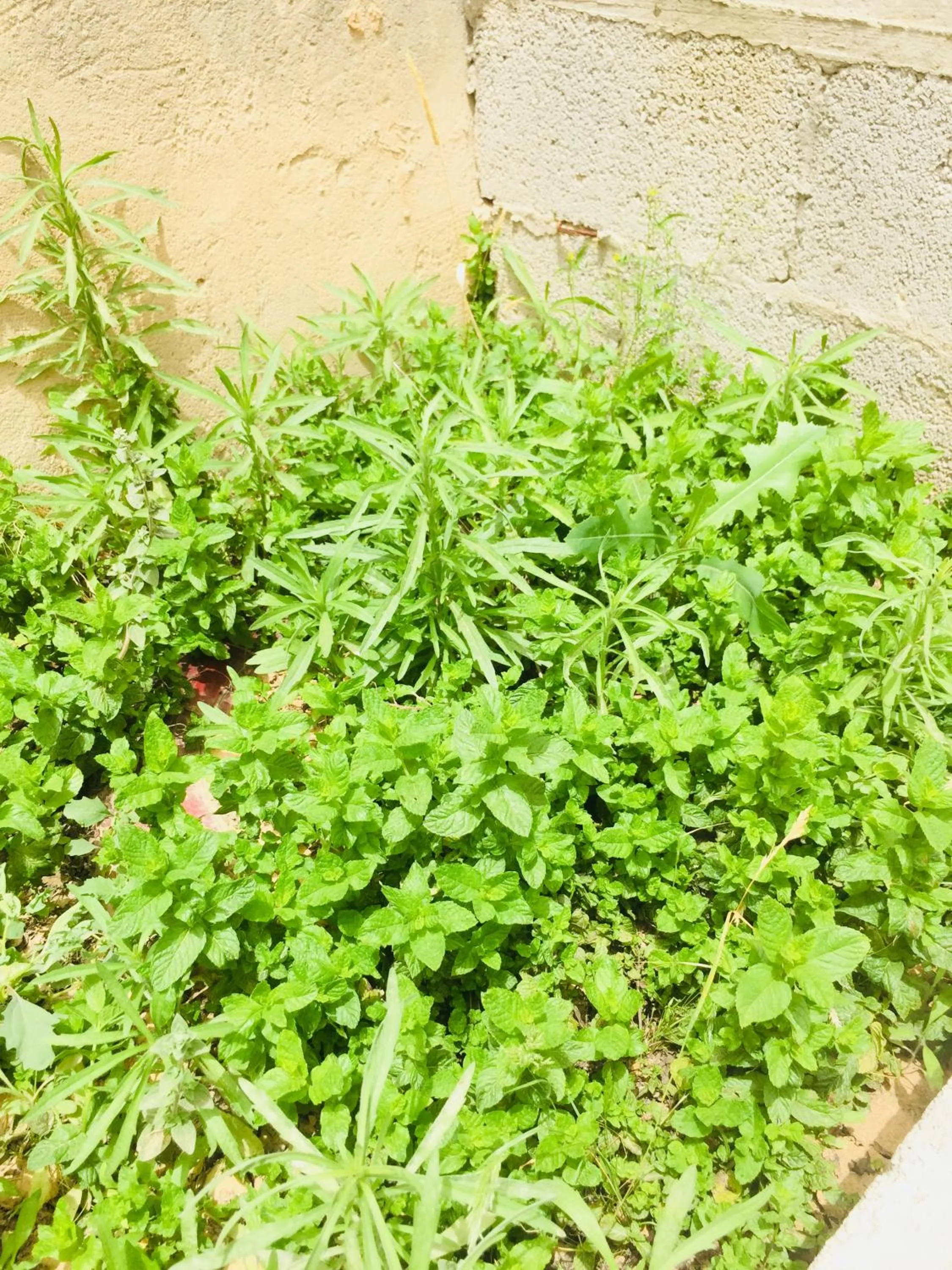 Garden in Khan Alsira - חאן אלסרה