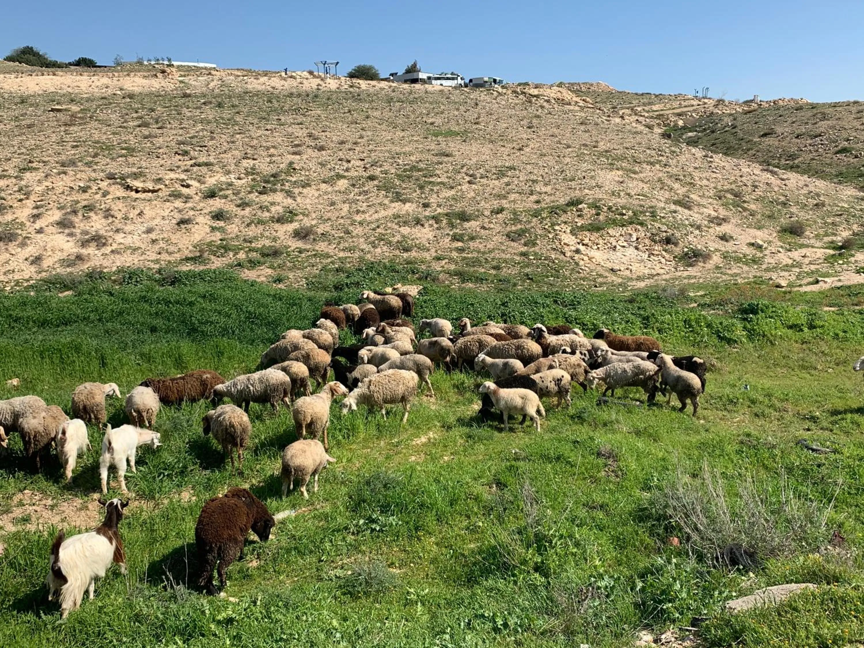Animals in Khan Alsira - חאן אלסרה