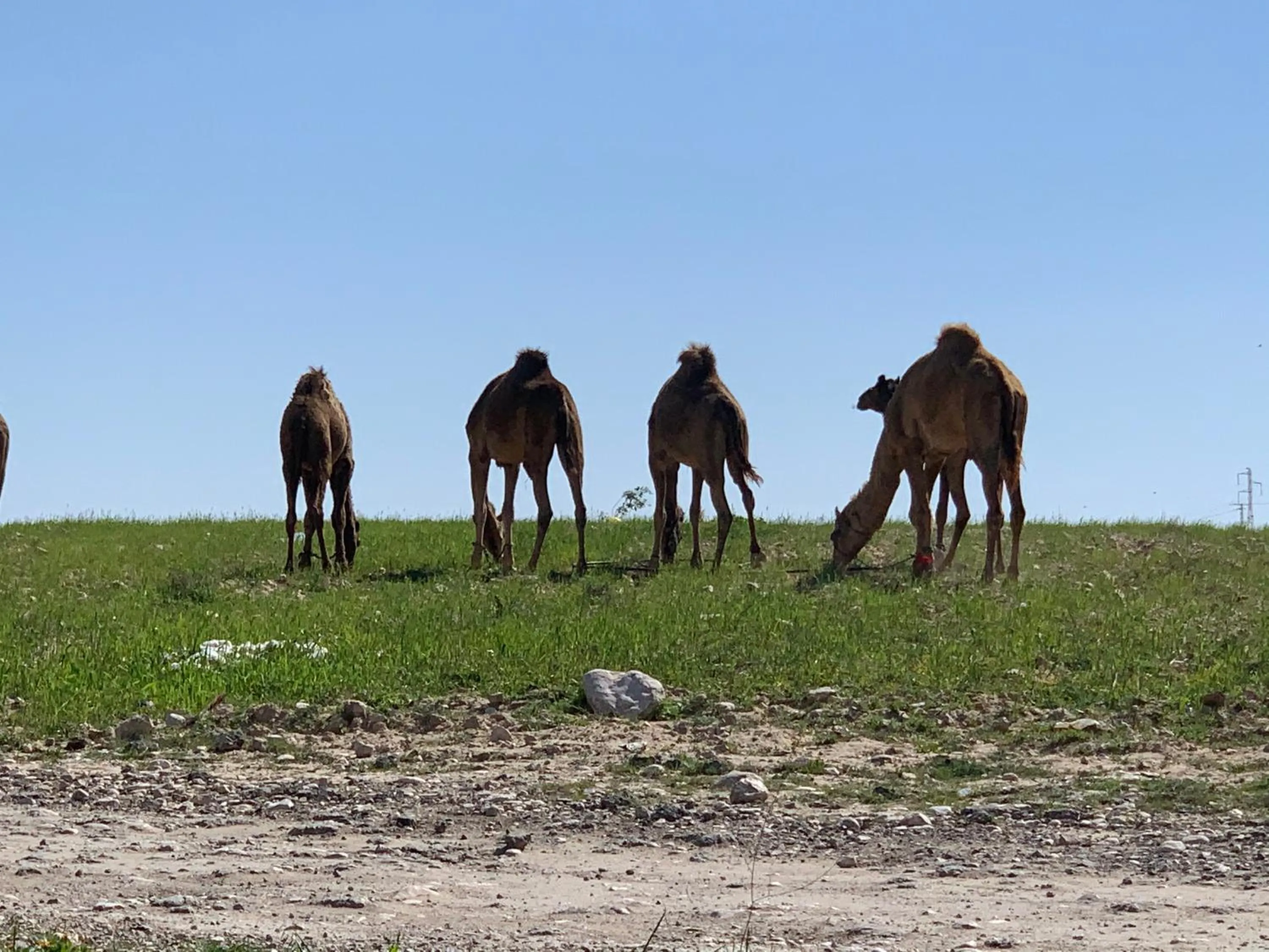 Animals in Khan Alsira - חאן אלסרה