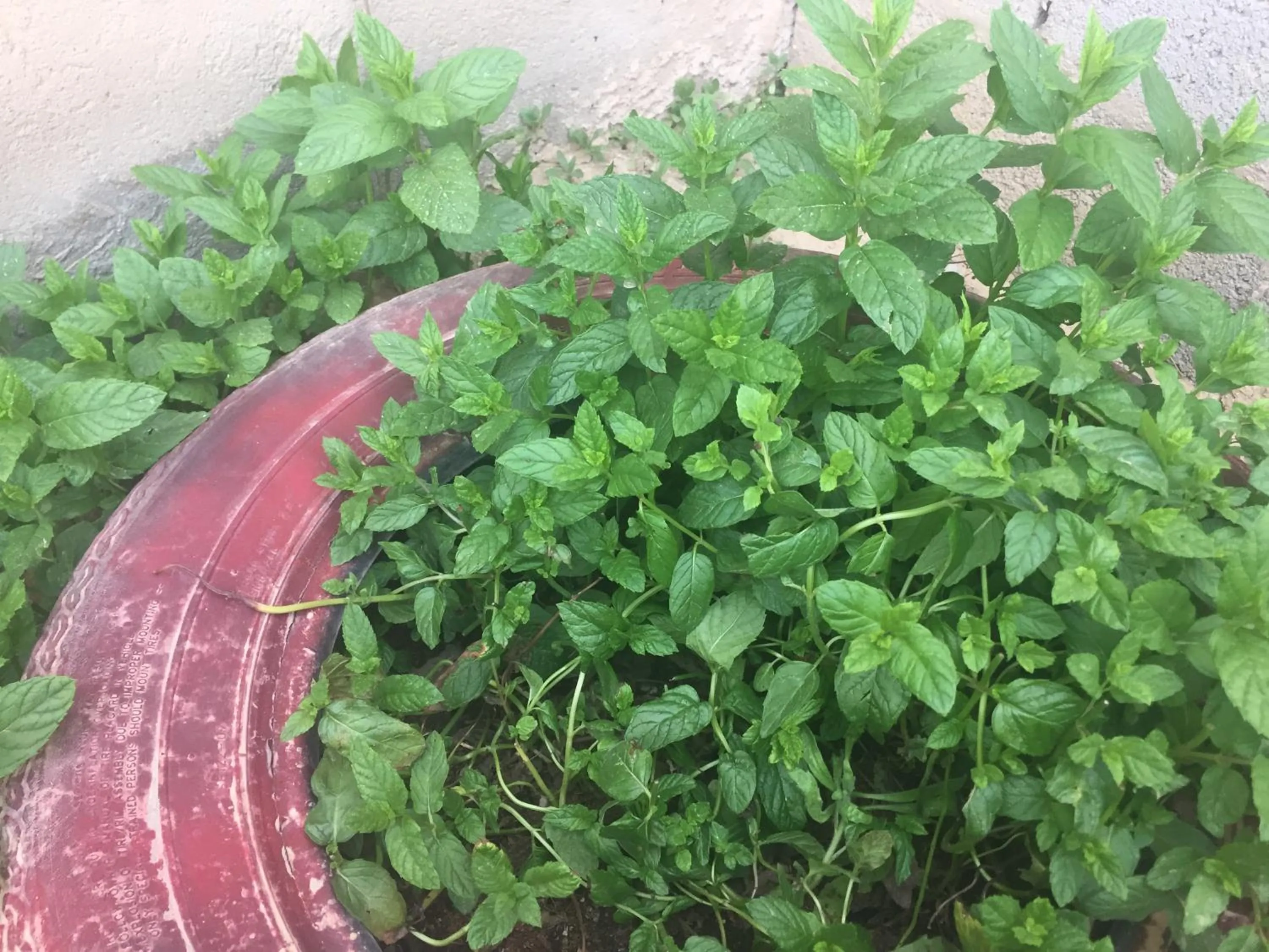 Garden in Khan Alsira - חאן אלסרה