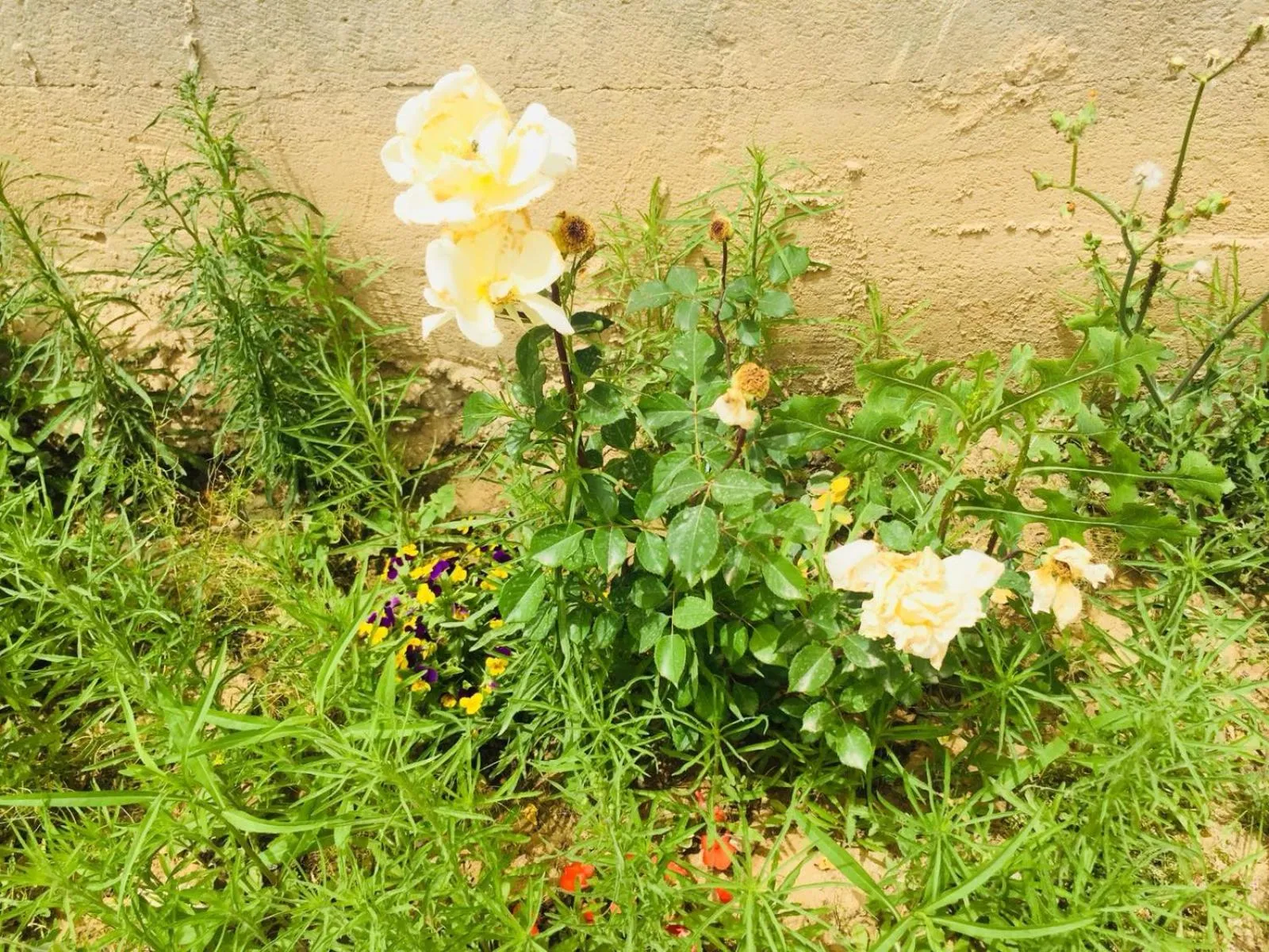 Garden in Khan Alsira - חאן אלסרה