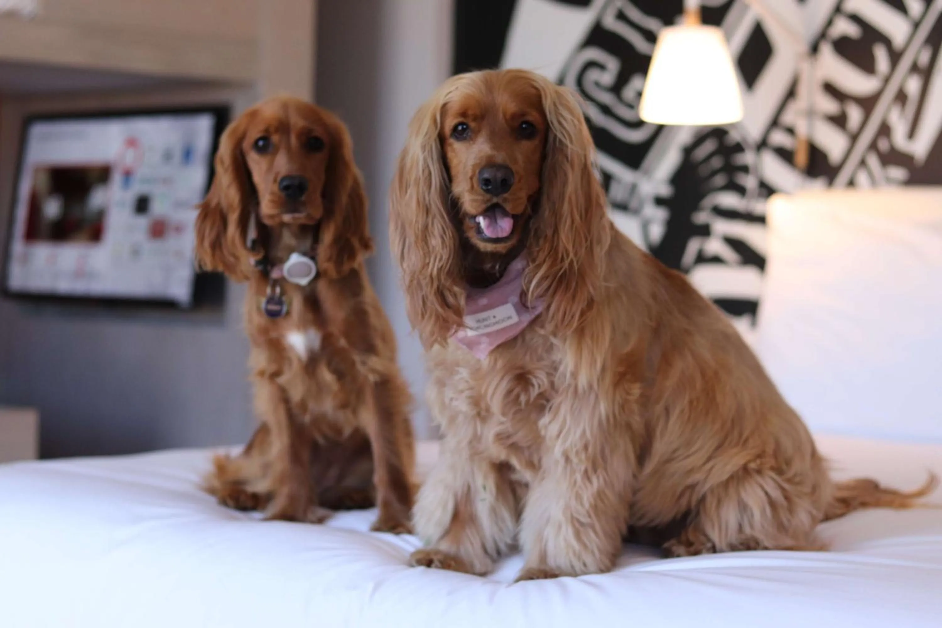 Other in Radisson RED Hotel V&A Waterfront Cape Town