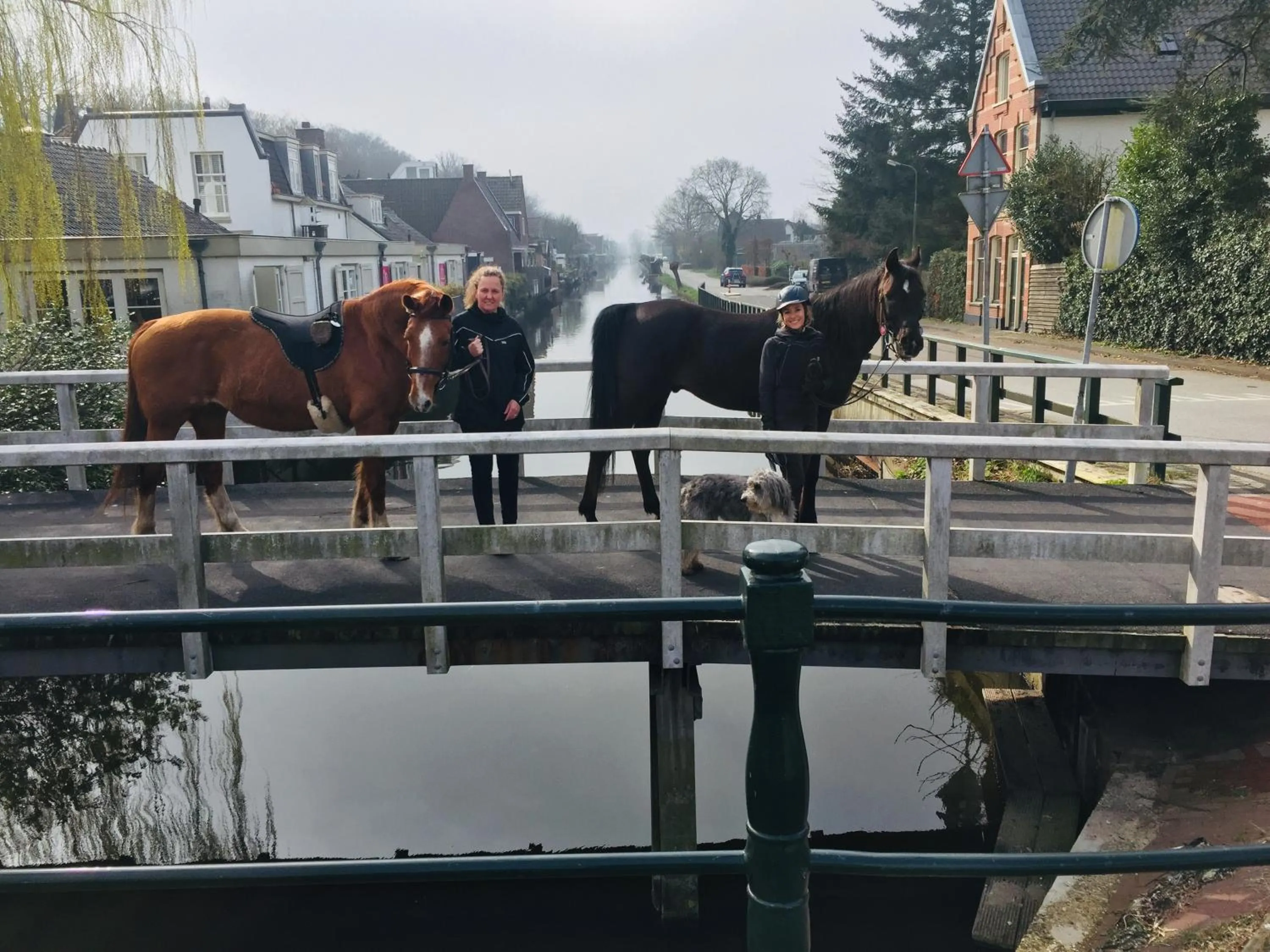 Horse-riding in Art+bed and breakfast