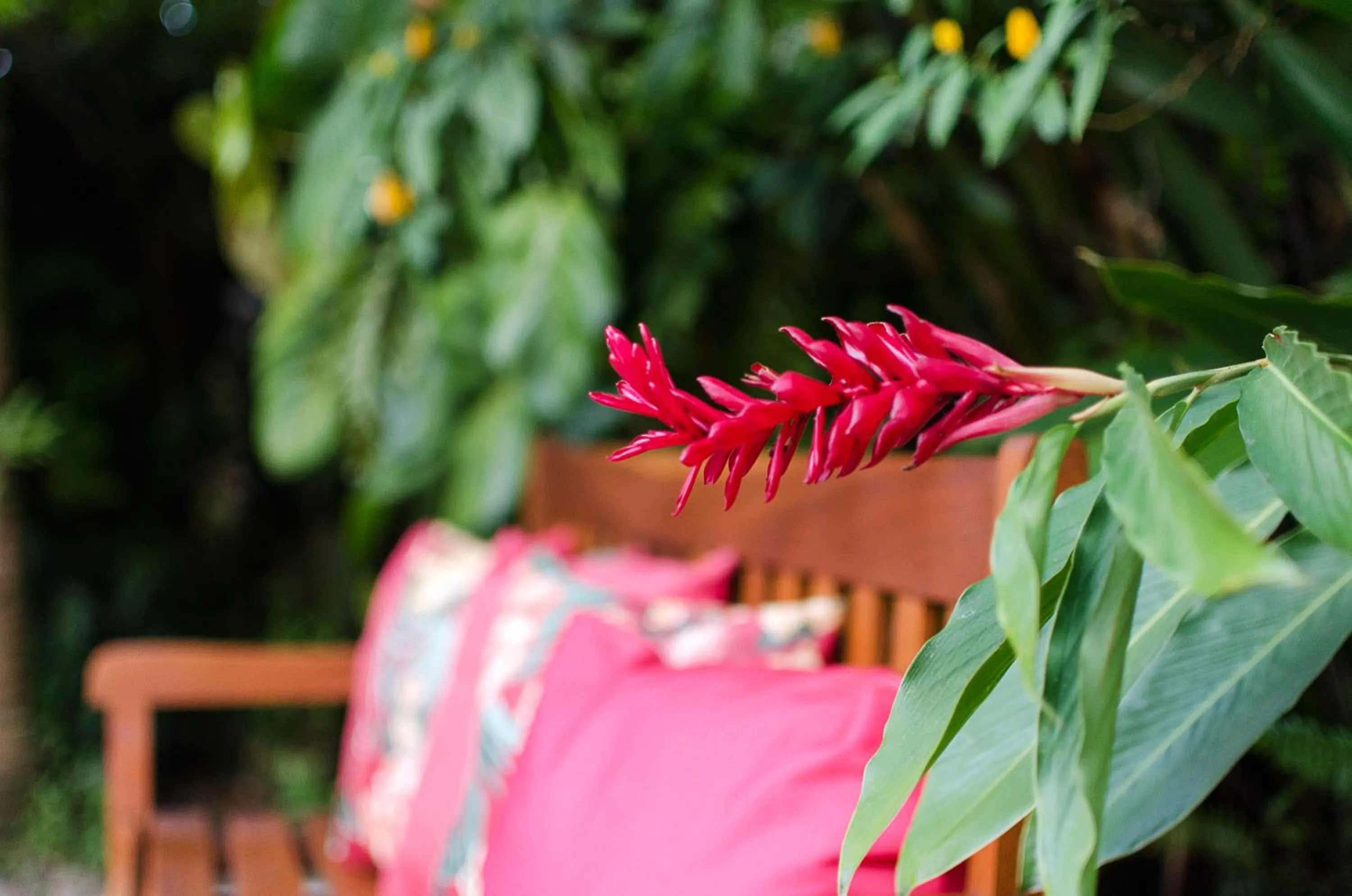 Garden in Pousada Missanga