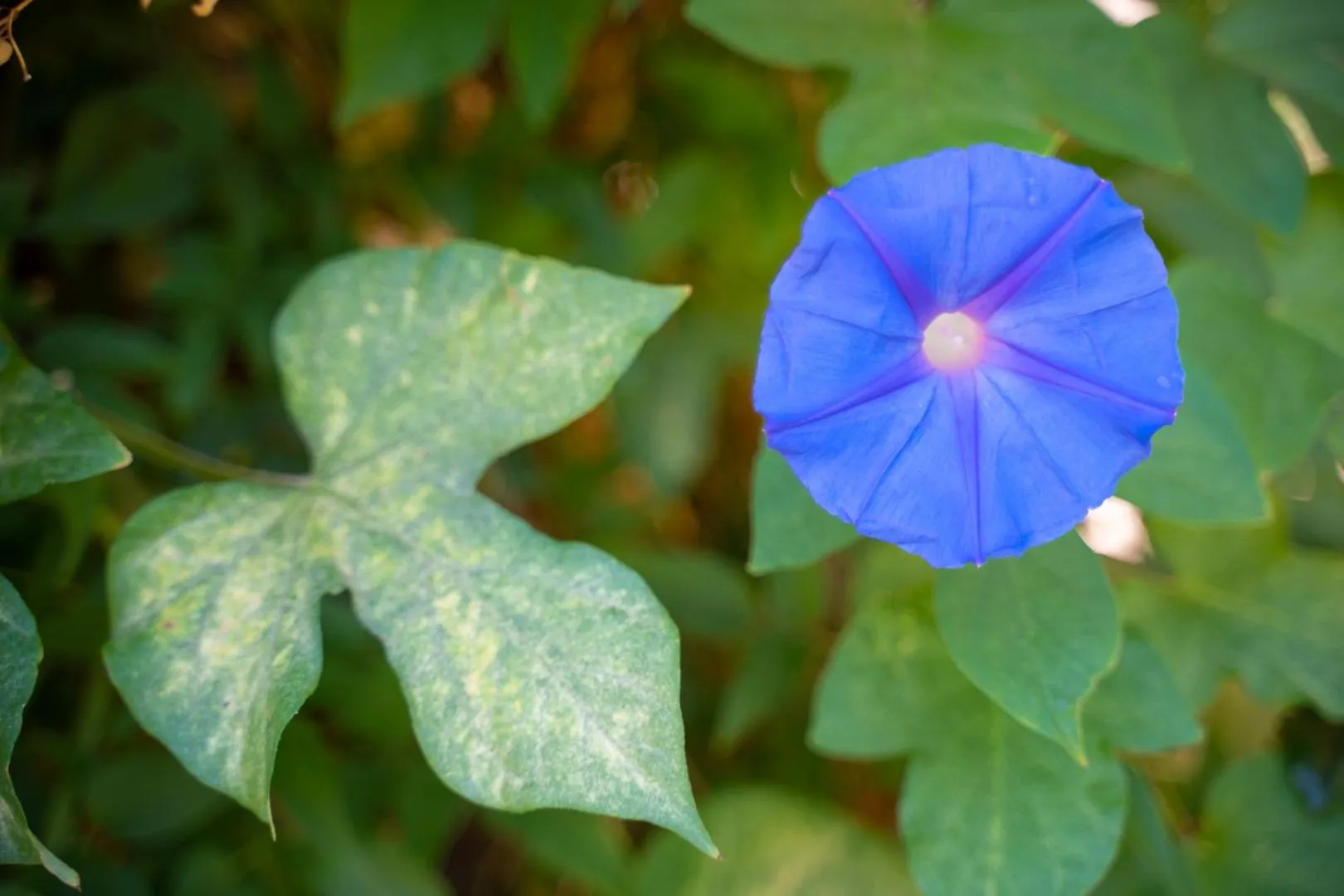 Garden in Hotel El Tesoro de Elqui