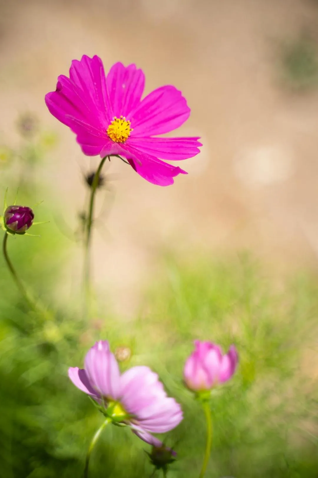 Garden in Hotel El Tesoro de Elqui
