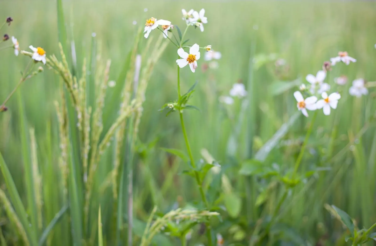 Natural landscape in Mae Faek Villas