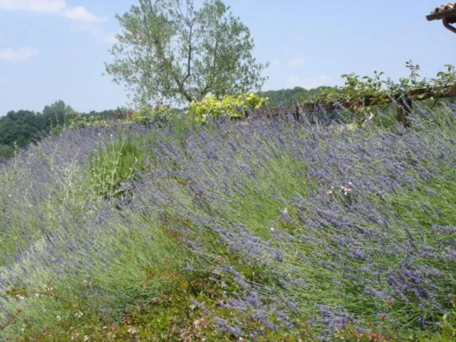 Garden in Agriturismo Borgo Montecucco