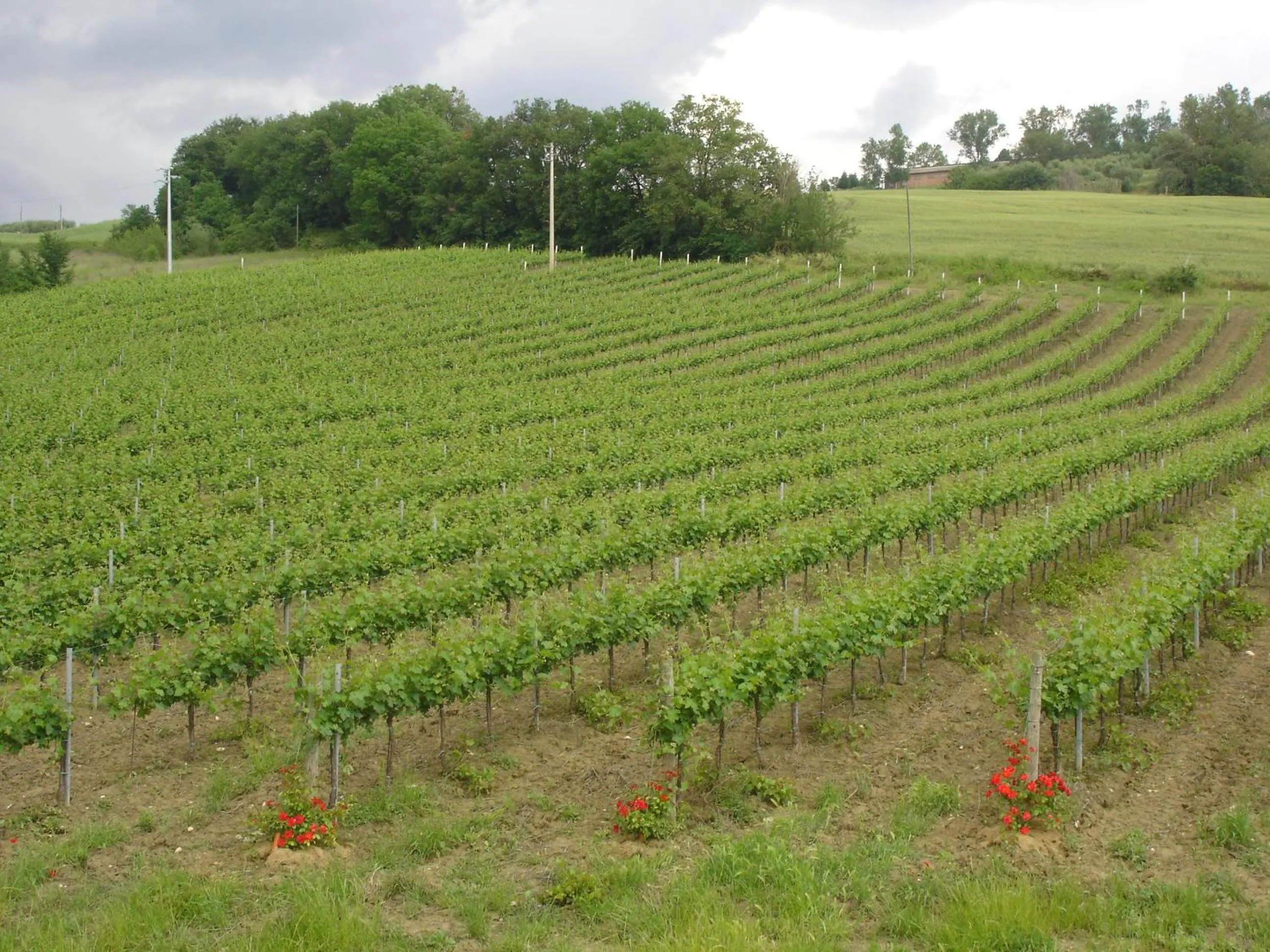 View (from property/room) in Agriturismo Borgo Montecucco