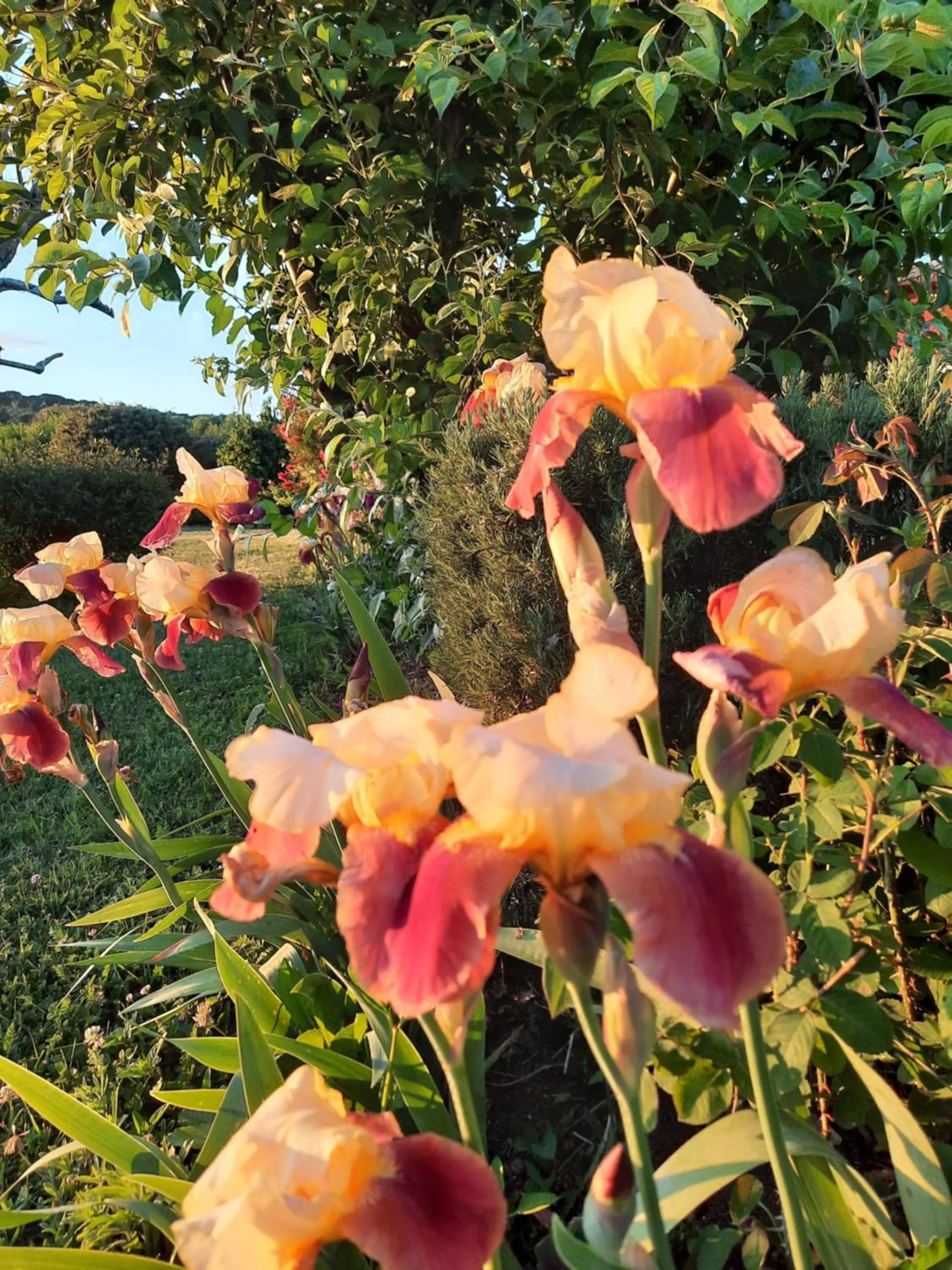 Agriturismo Borgo Montecucco