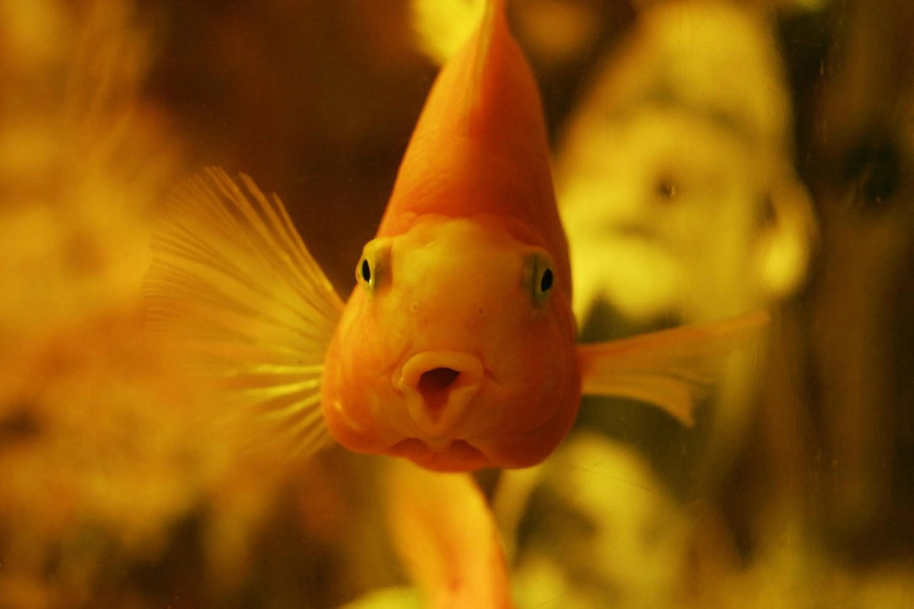 Animals in Pollushof Panzió és Étterem