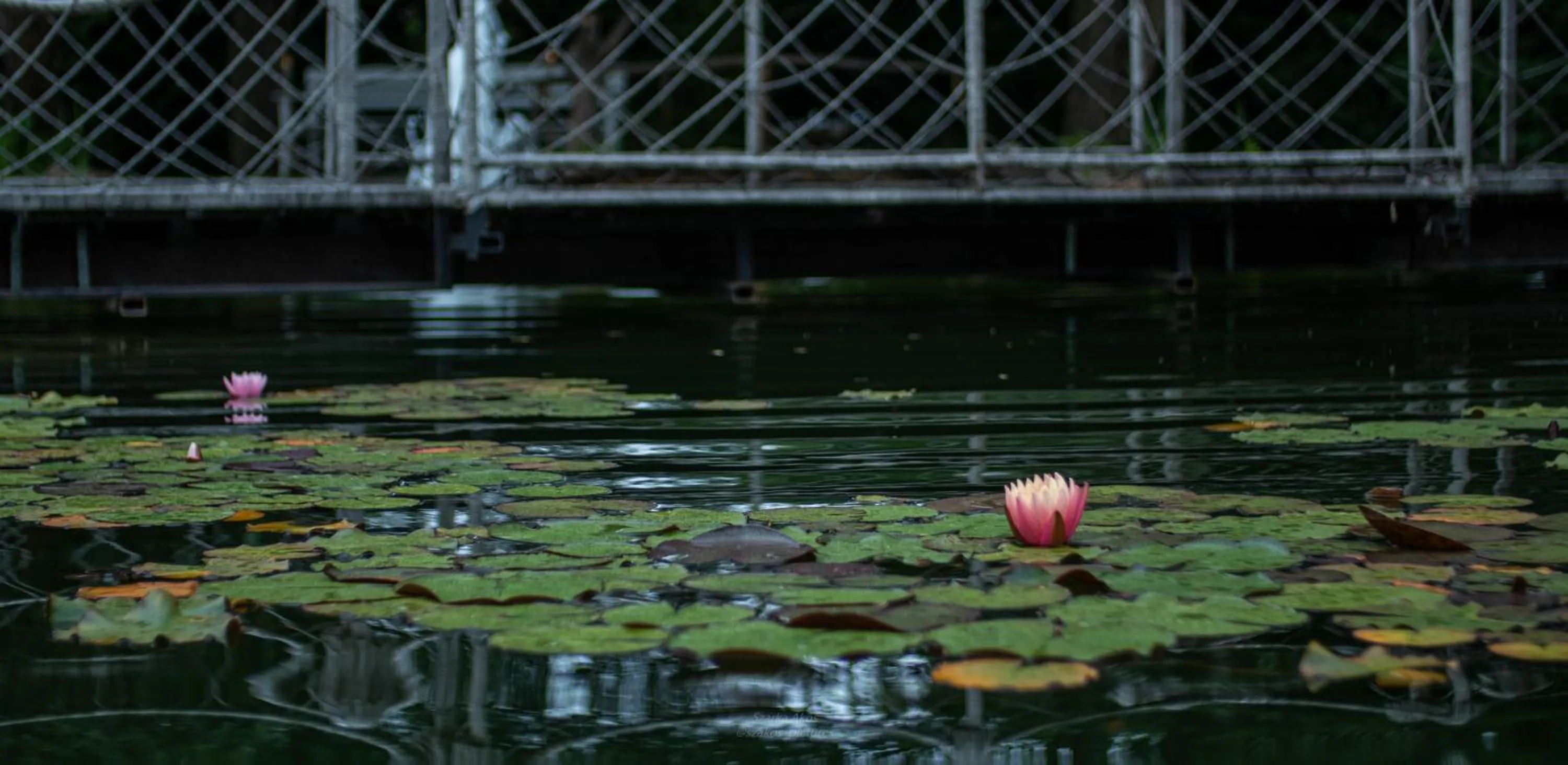 Pollushof Panzió és Étterem