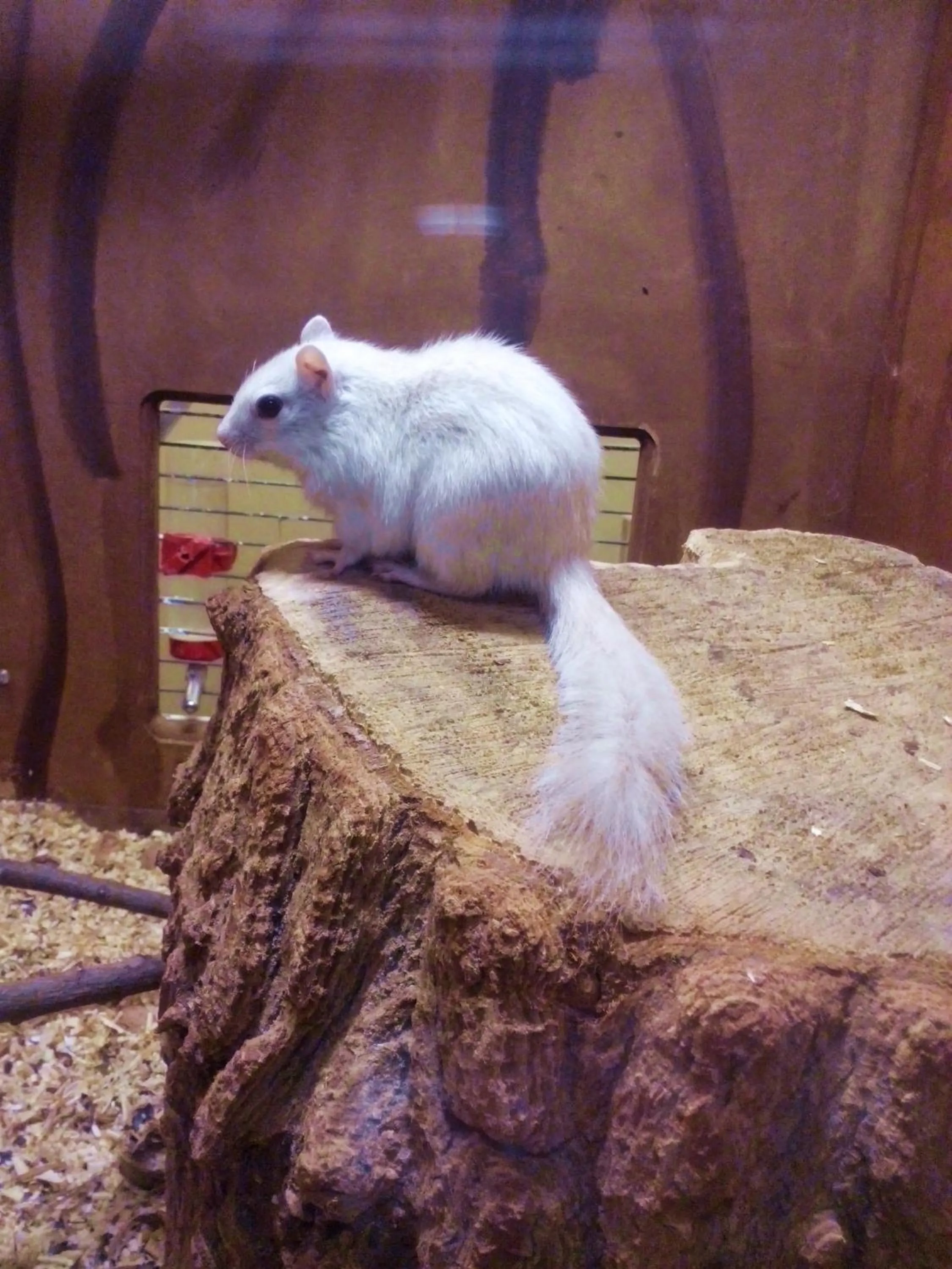 Animals in Pollushof Panzió és Étterem