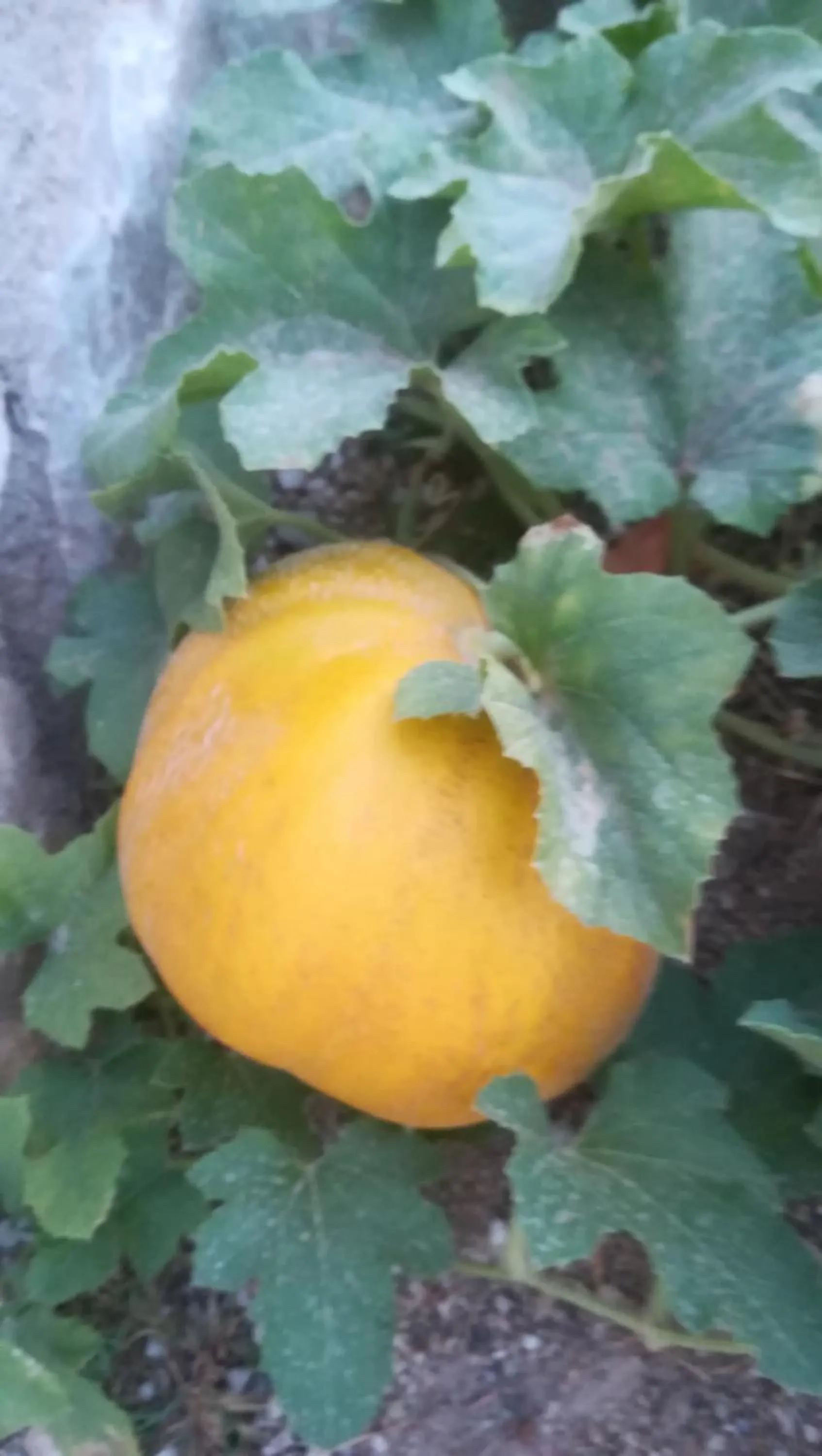 Garden in Blue Harmony Apartments