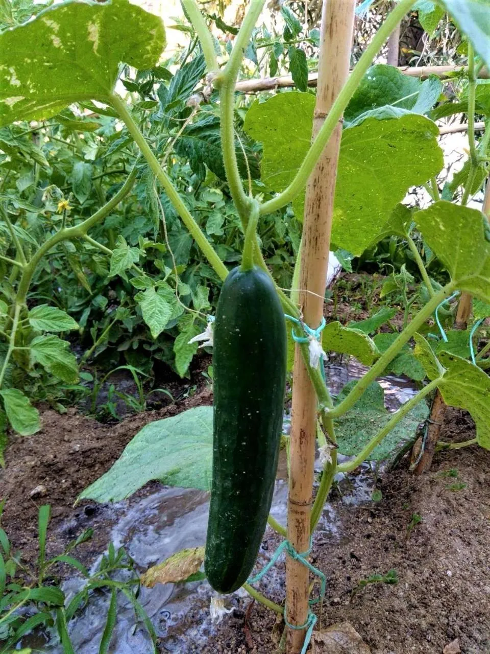 Food and drinks in Blue Harmony Apartments