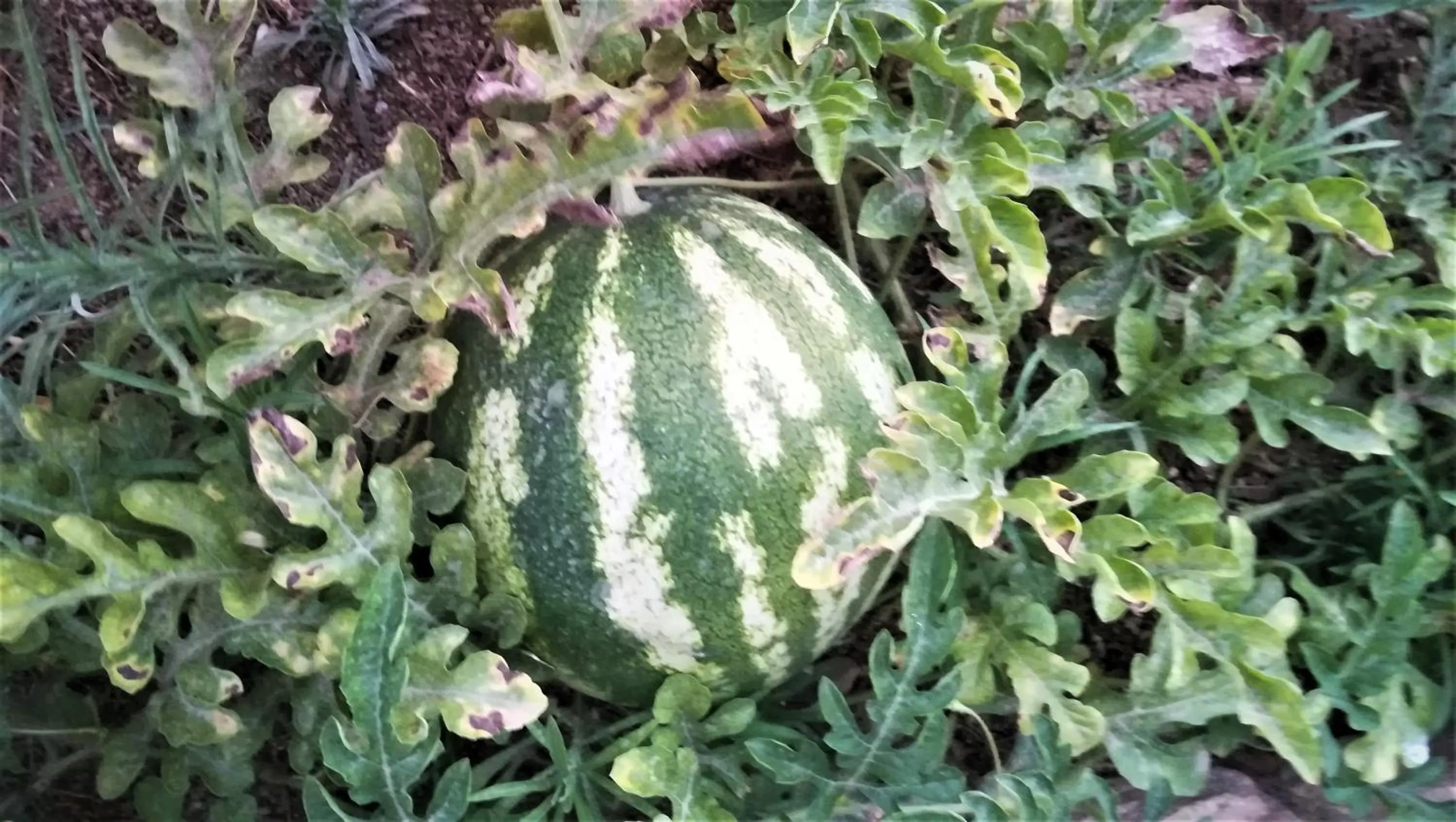 Garden in Blue Harmony Apartments