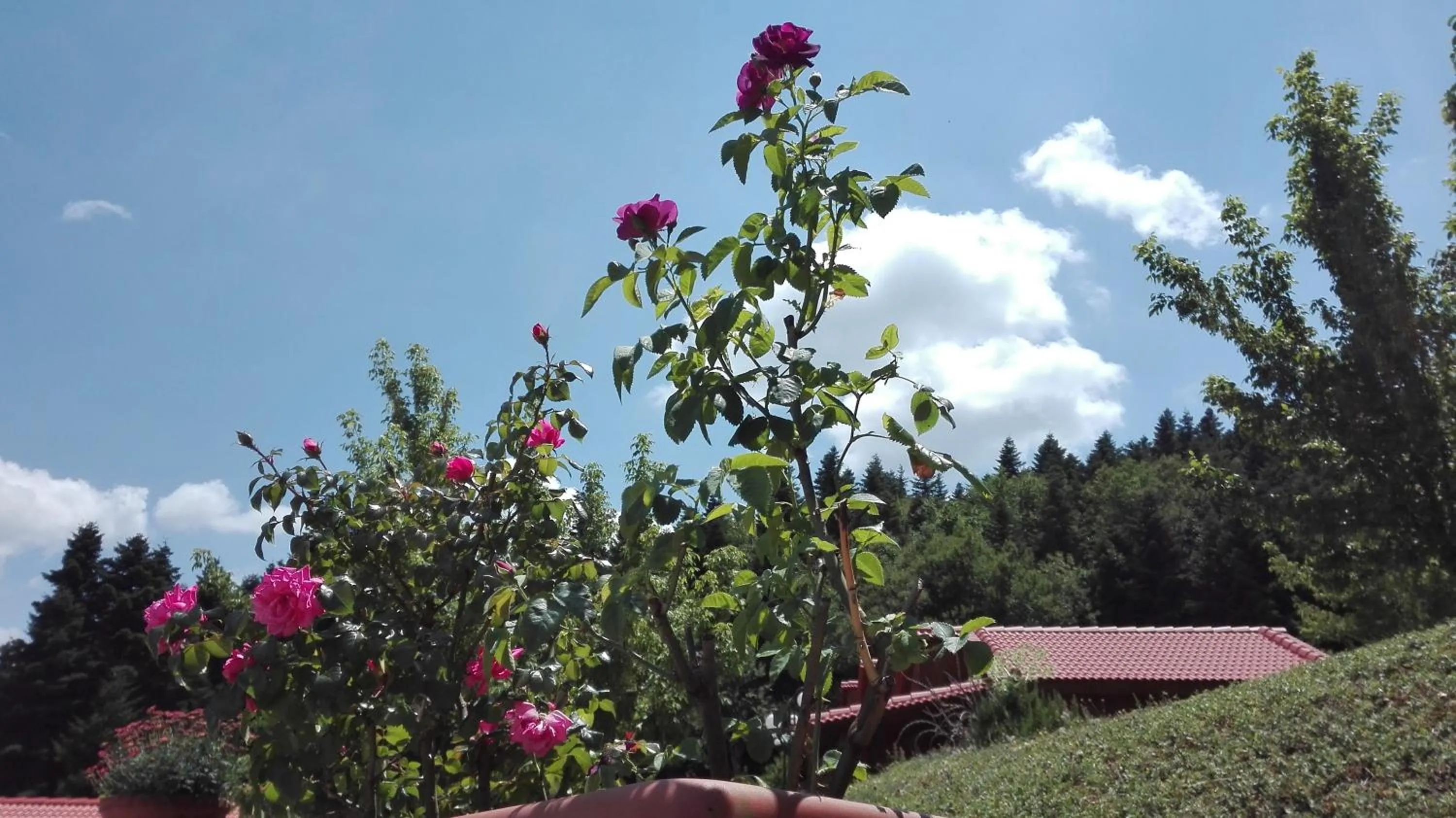 Garden in Livadaki Village