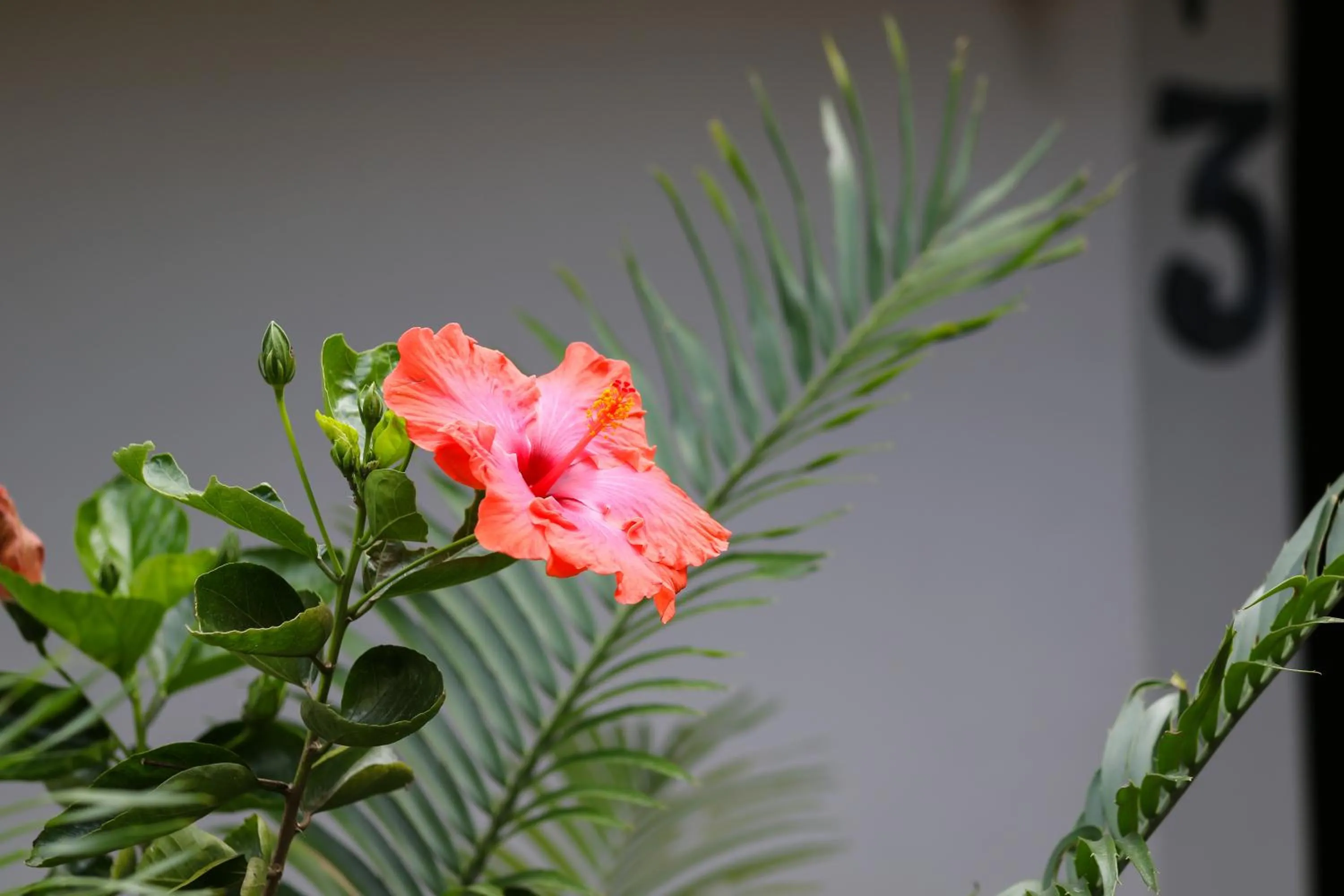 Decorative detail in Sibsons House