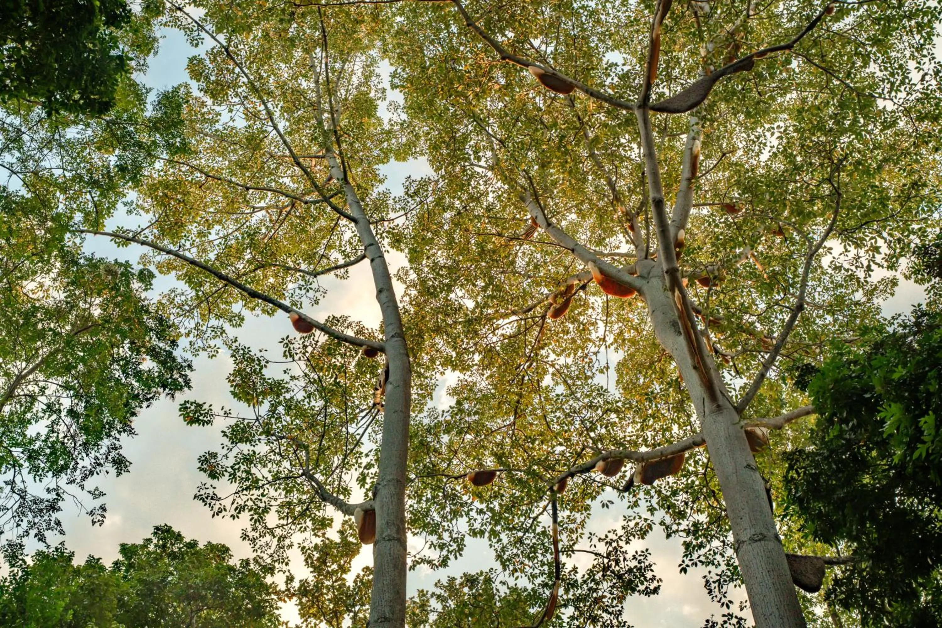 Garden in Lampang River Lodge