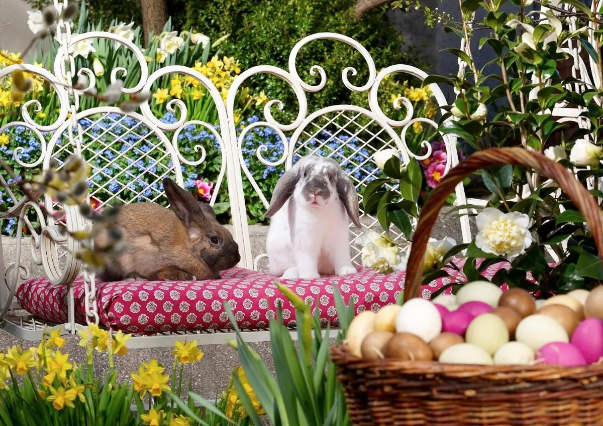 Pets in Hotel Mozart