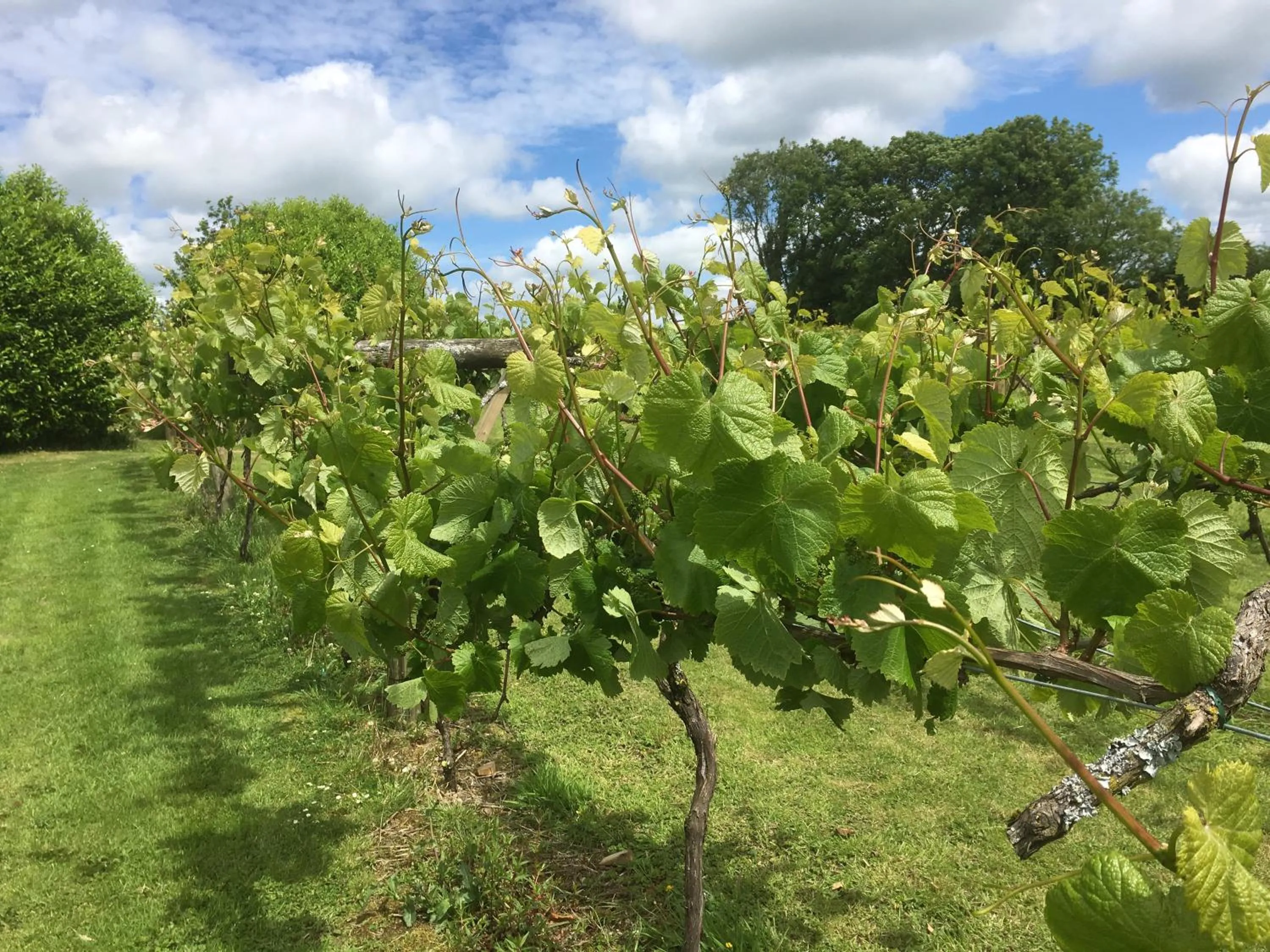 Jabajak Vineyard Restaurant & Rooms