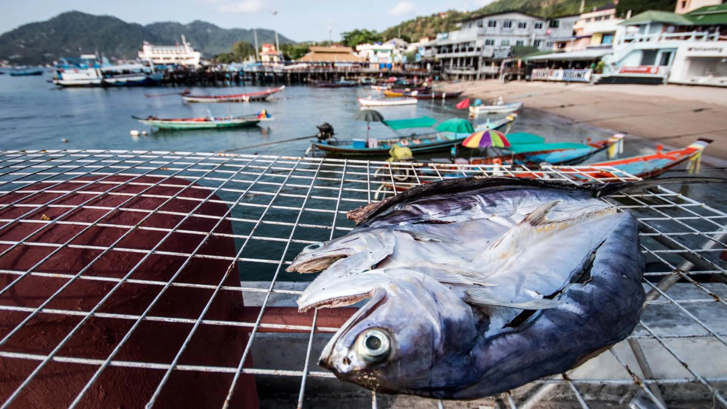 Animals in AVA Boutique Guesthouse