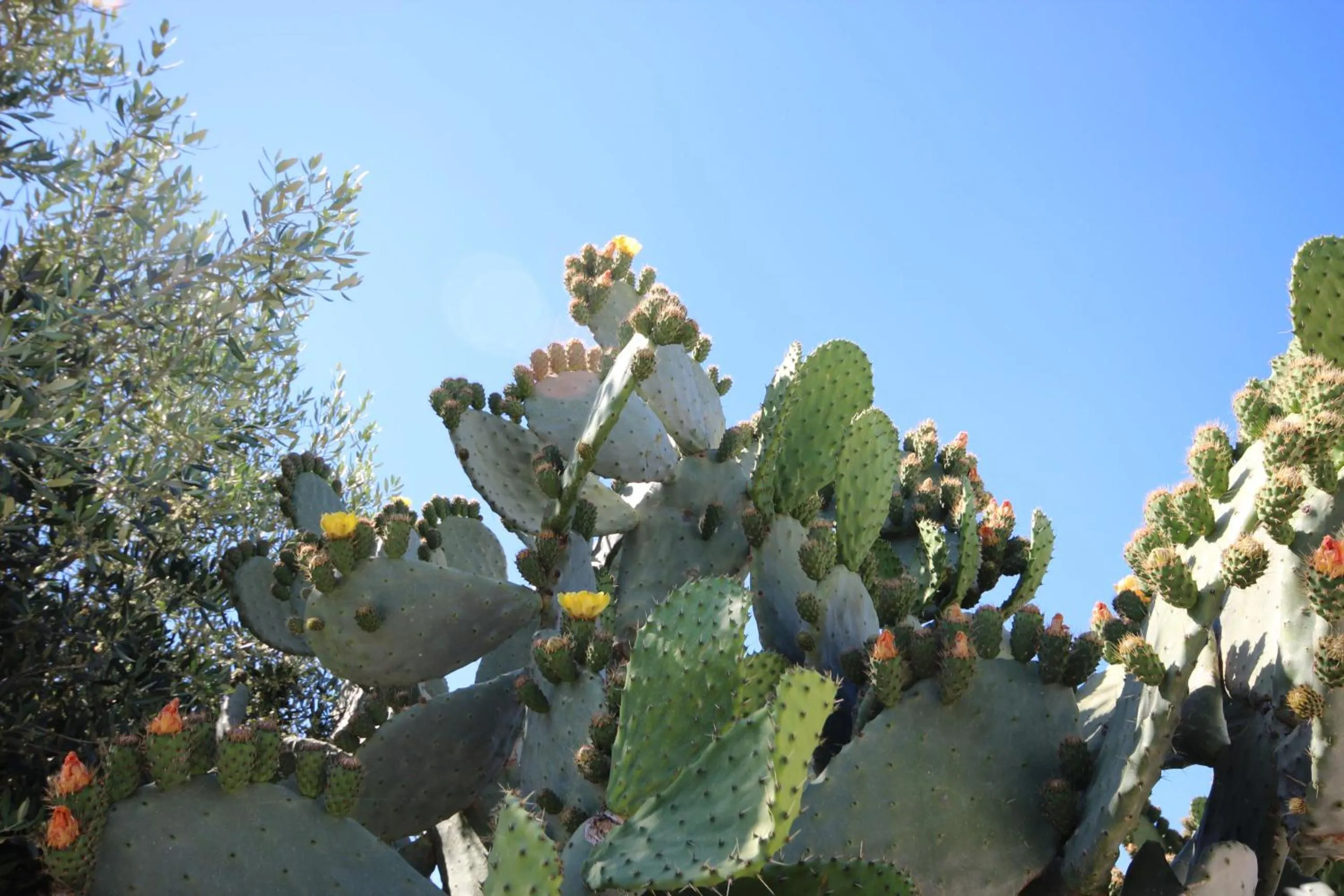 Garden in Tenuta Fontò