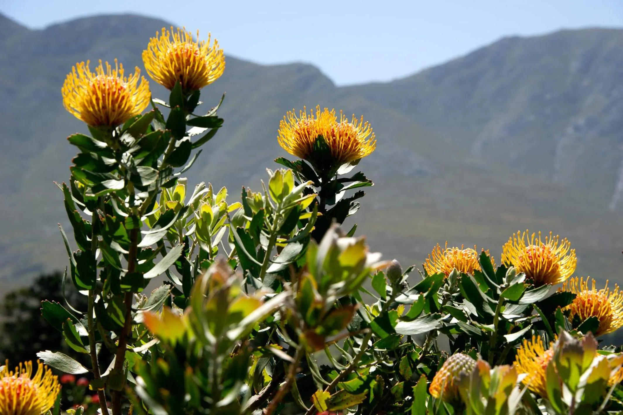 Natural landscape in AfriCamps at Stanford Hills