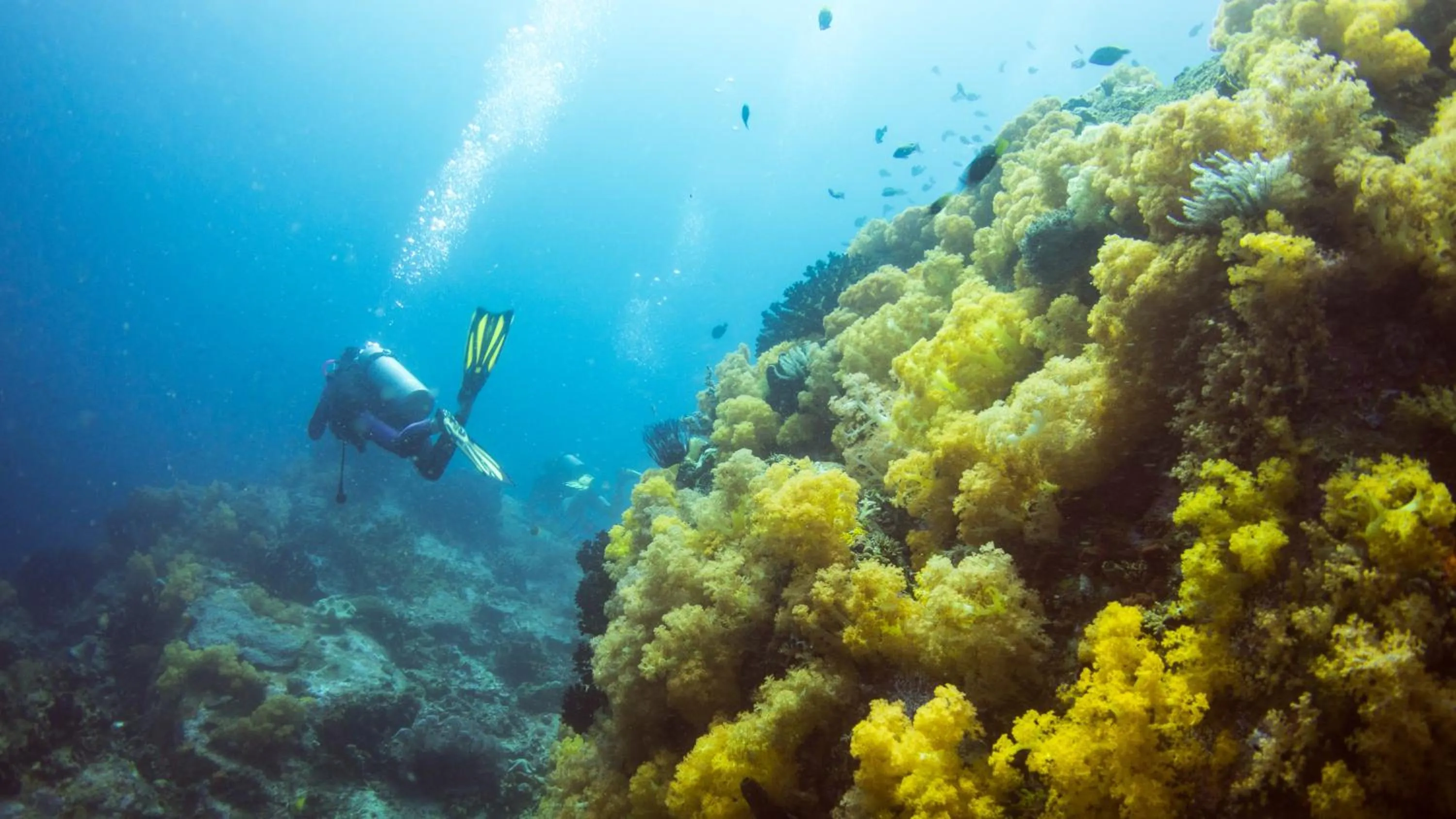 Diving in Murex Bangka Dive Resort