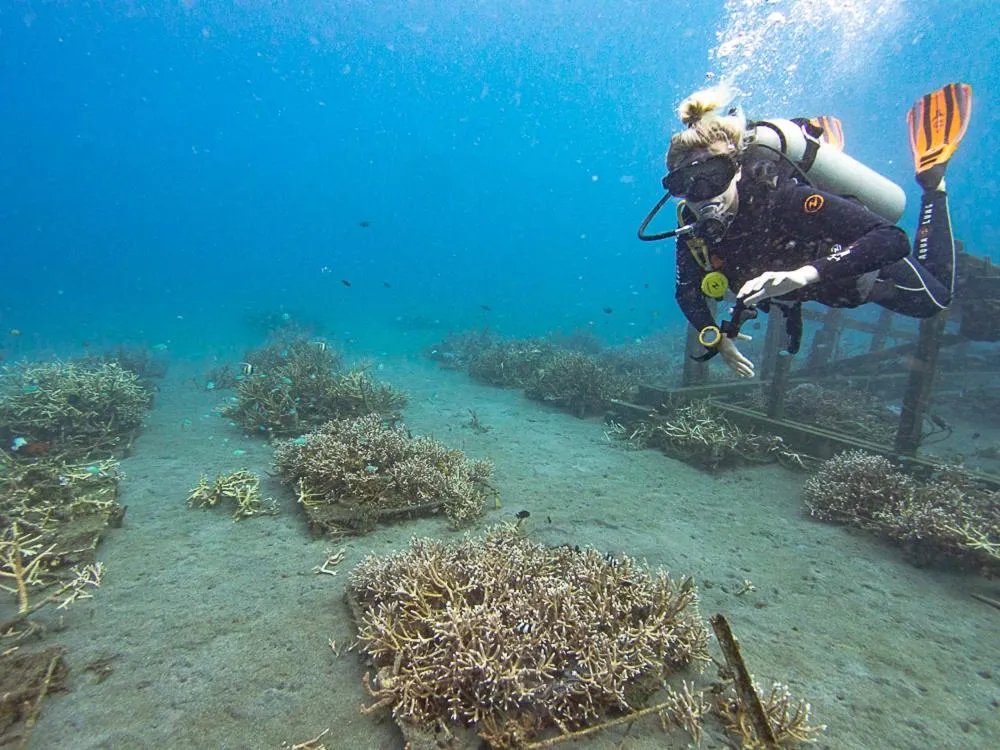 Diving in Murex Bangka Dive Resort