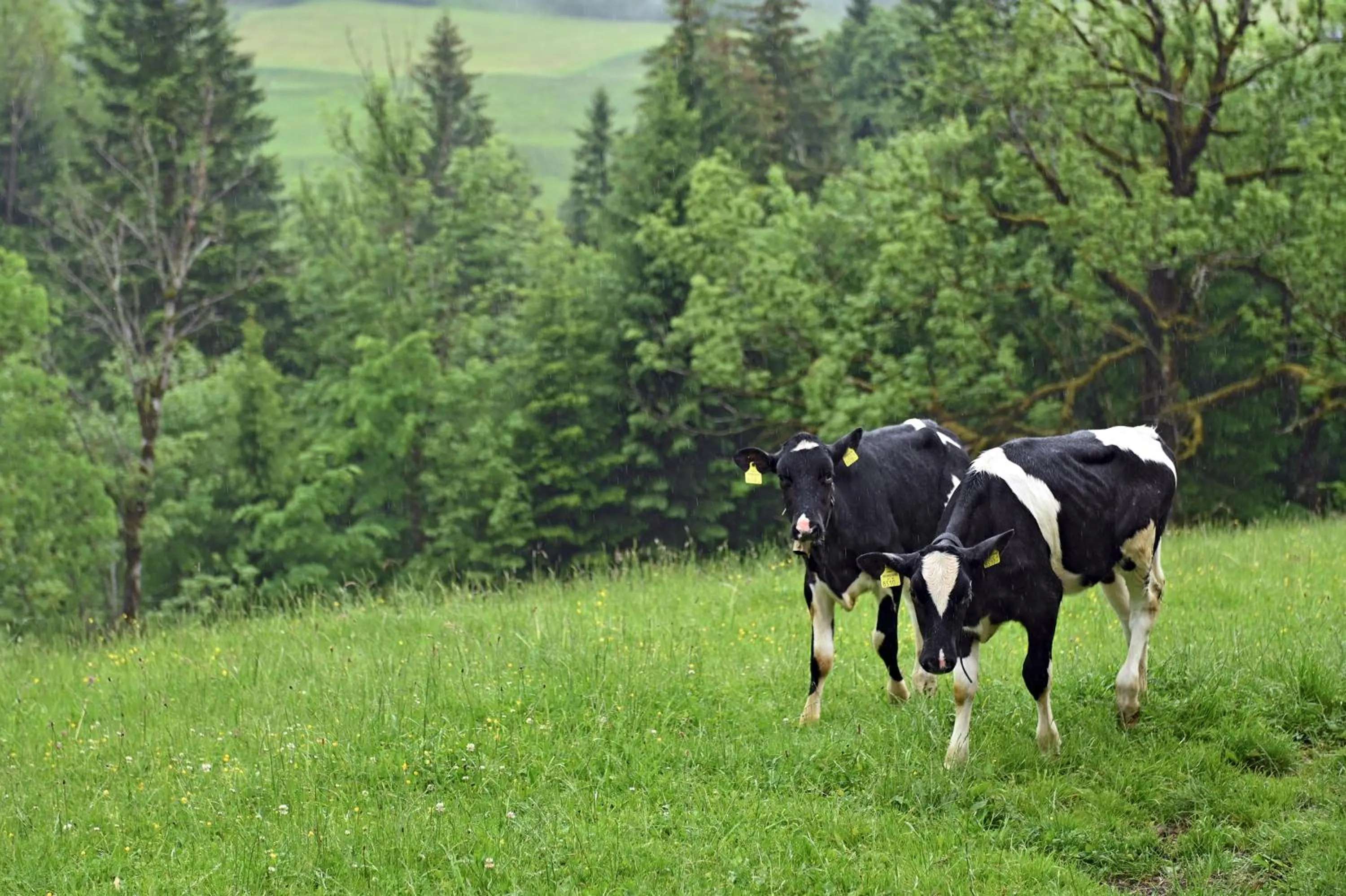 Animals in Bauernhof Bilgeri