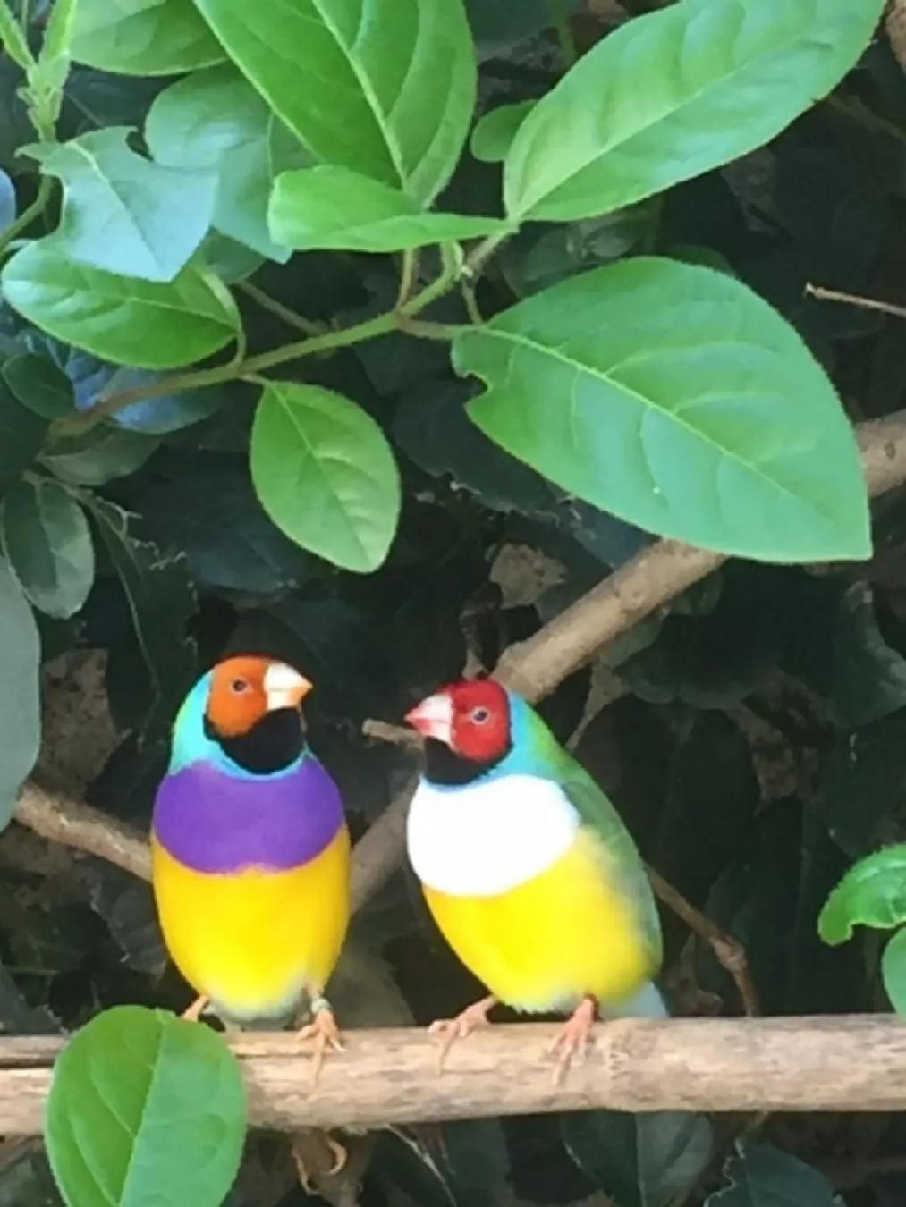 Pets in O'palmier Caché