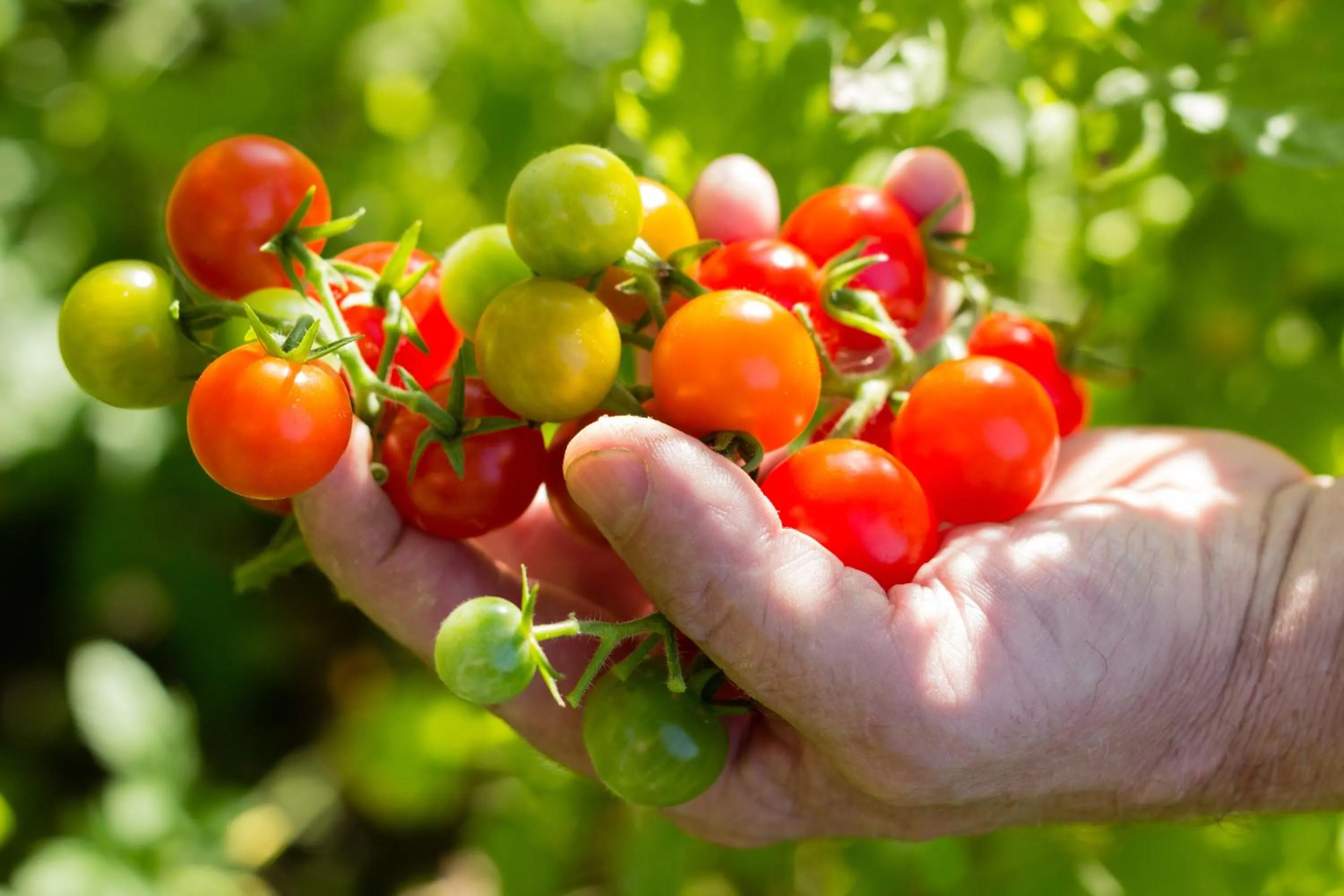 Food in Vertes Feuilles
