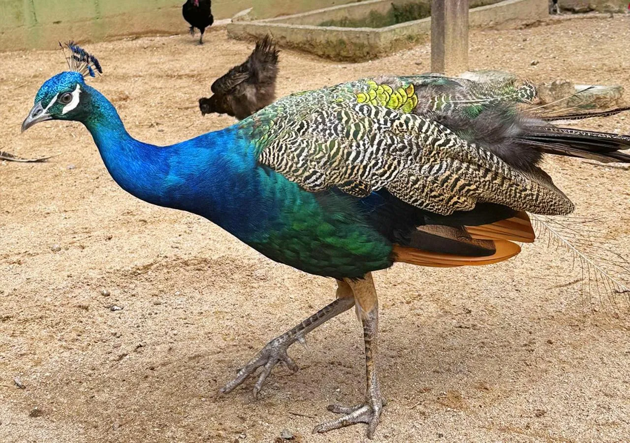 Animals in Costao do Santinho Resort All Inclusive