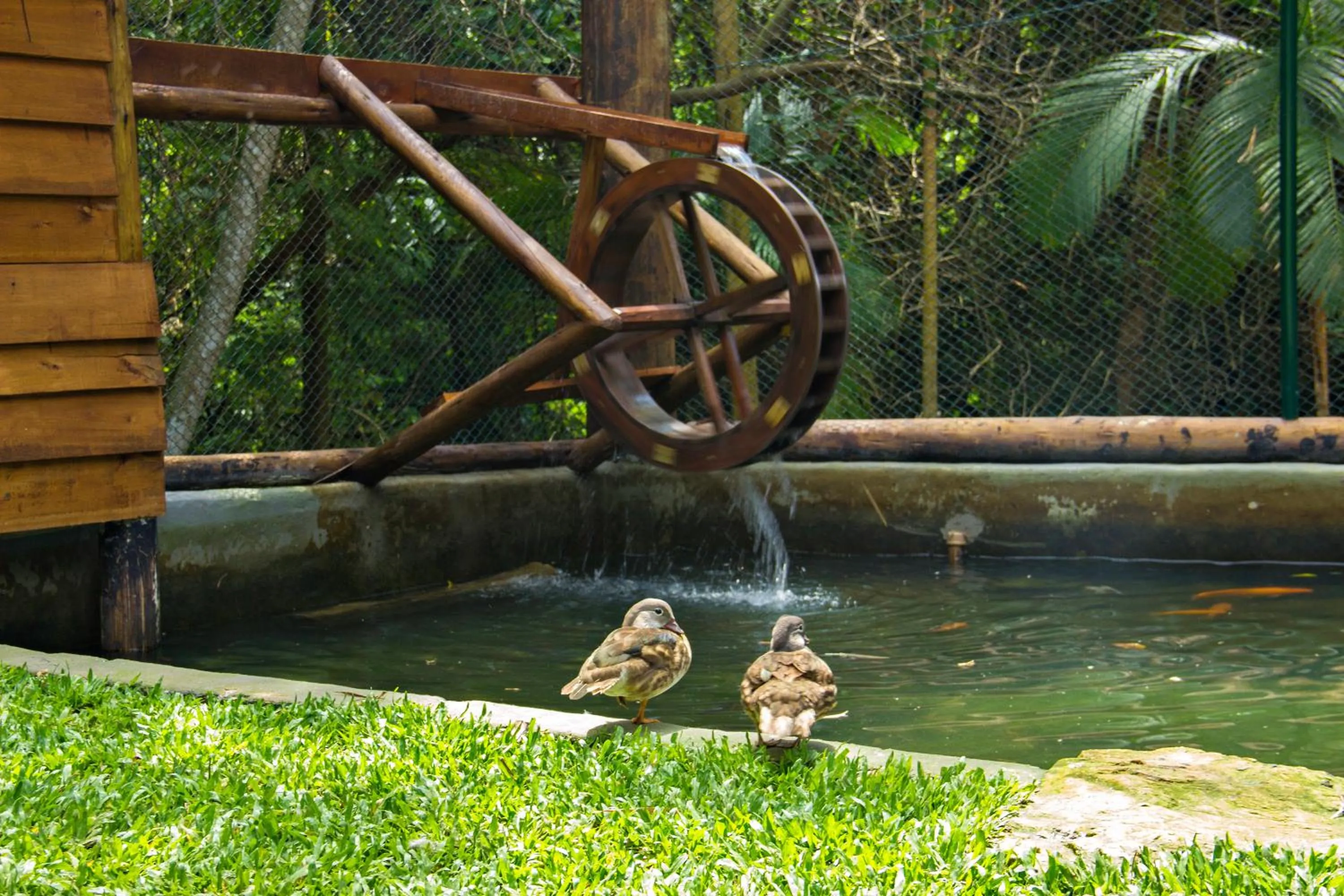 Animals in Costao do Santinho Resort All Inclusive