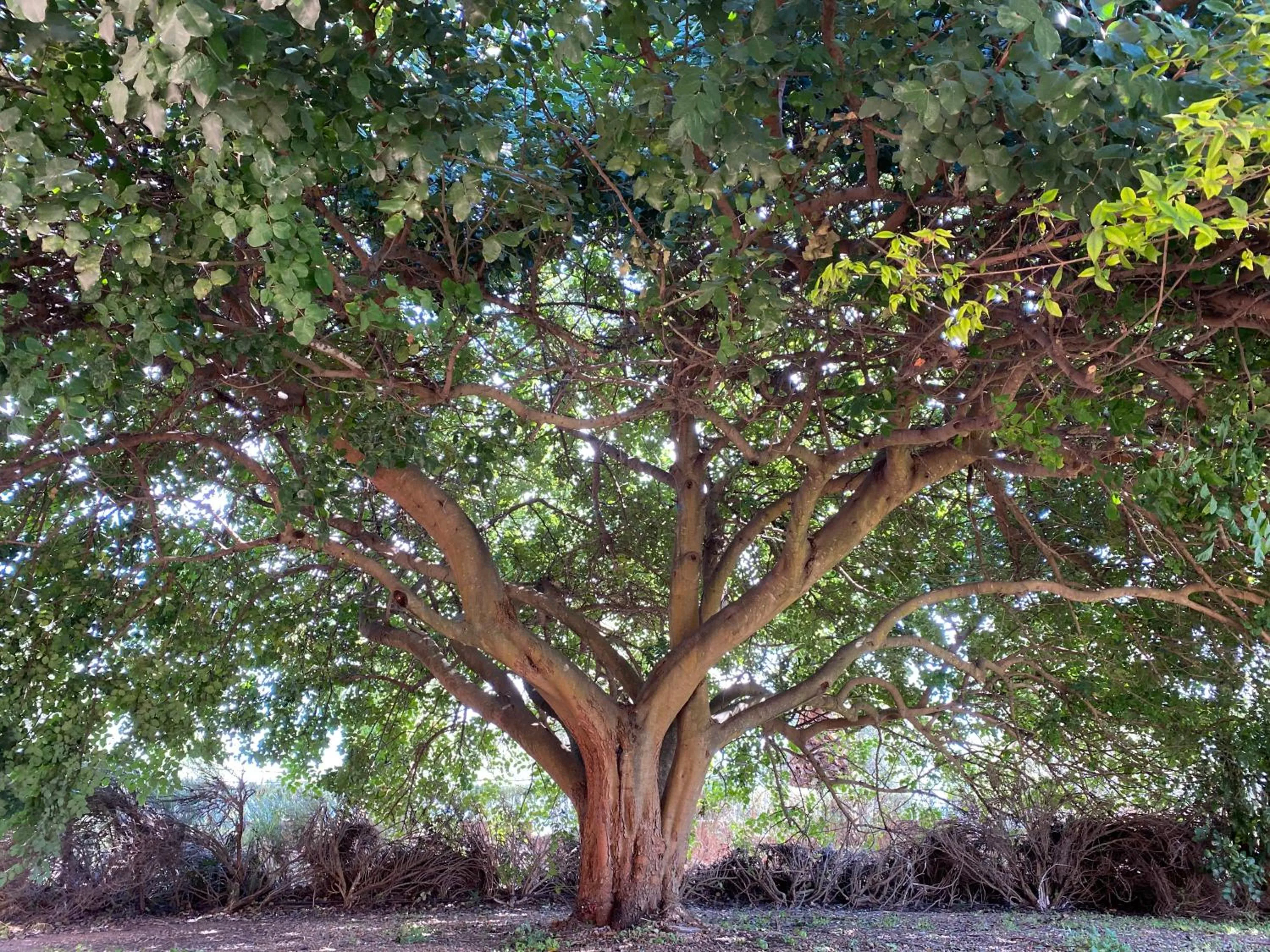 Garden in Hotel I Ginepri