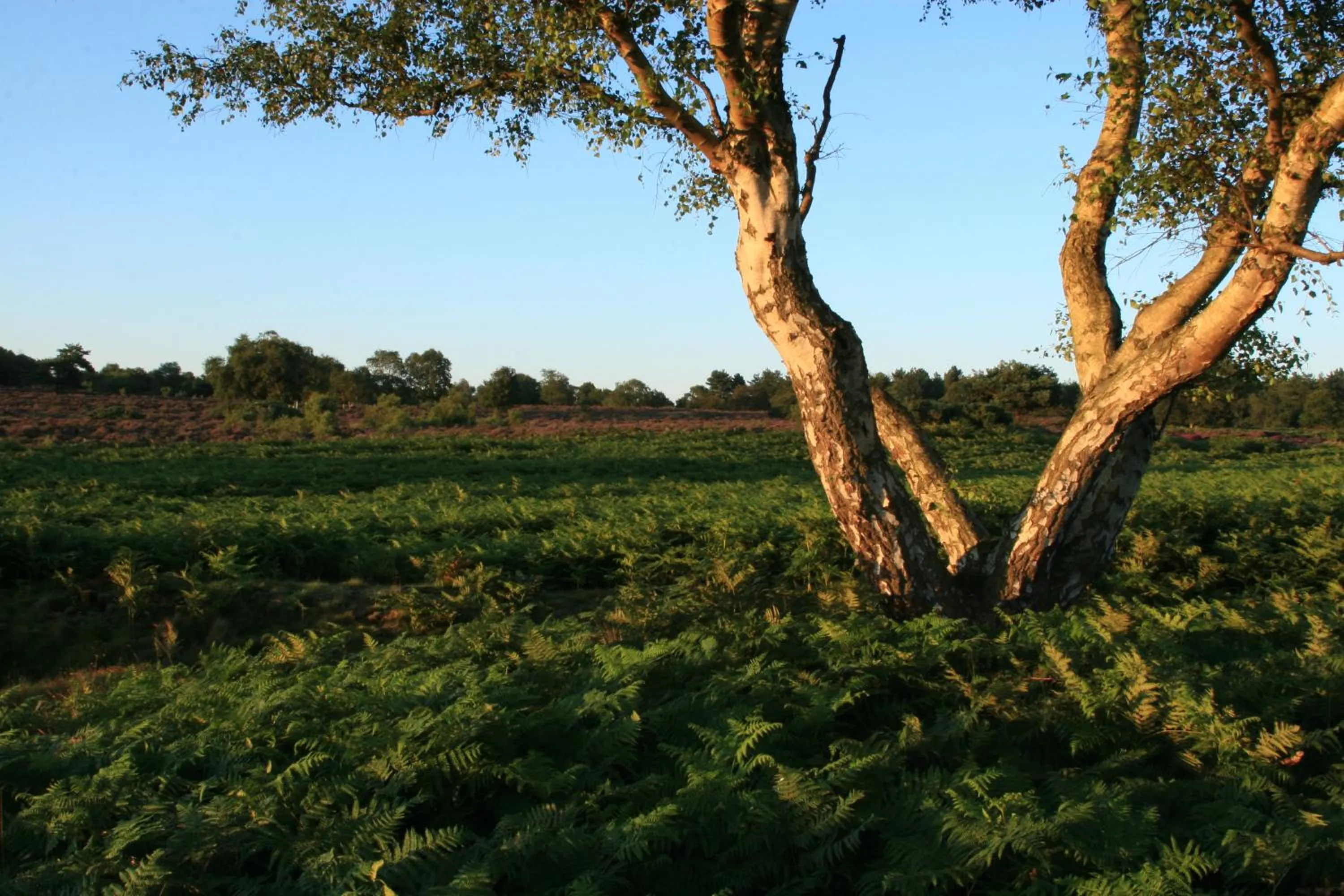 Area and facilities in The Ship At Dunwich