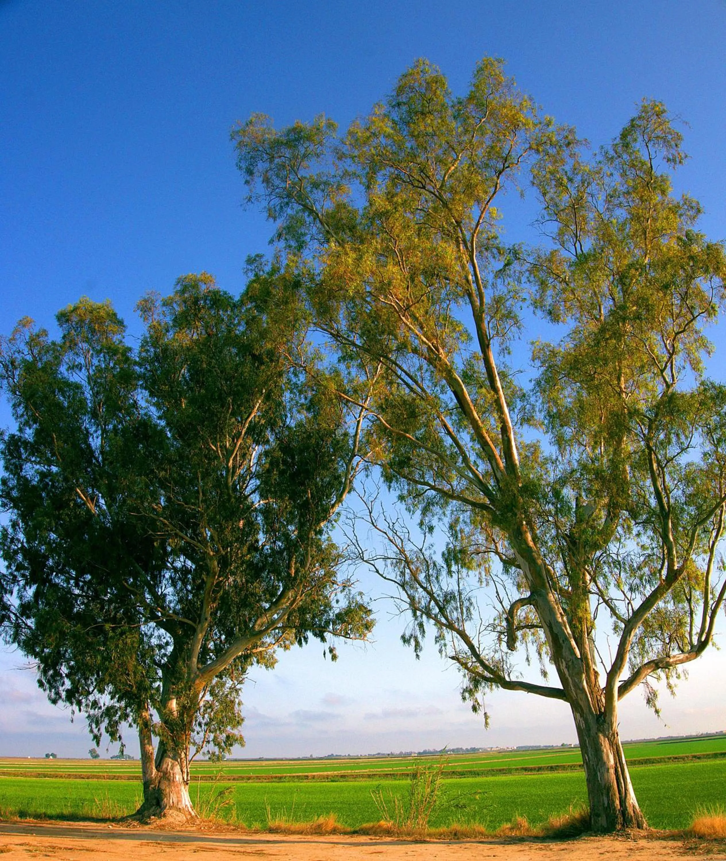 Natural landscape in Hotel La Rápita