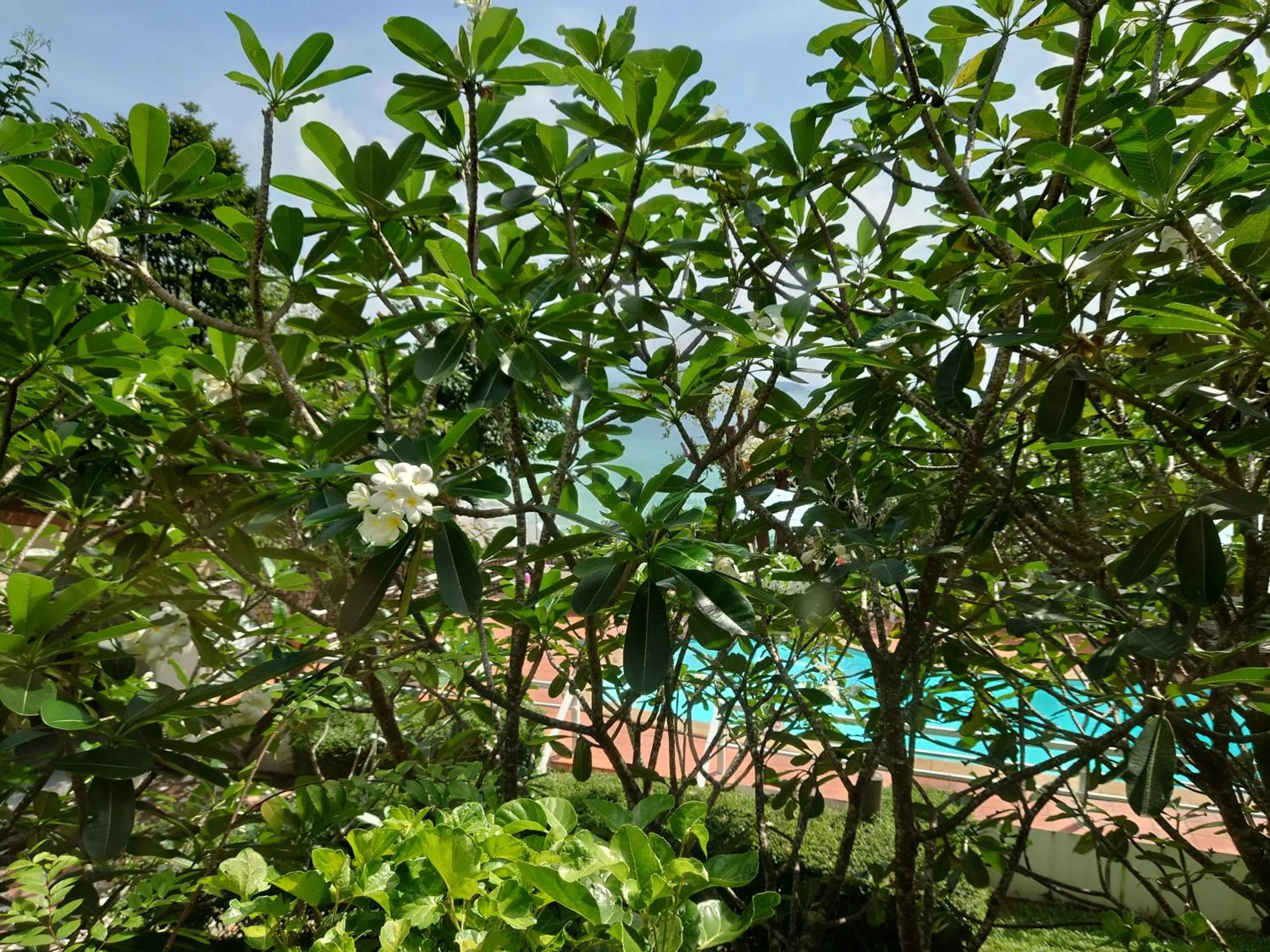 Swimming pool in On The Hill Karon Resort