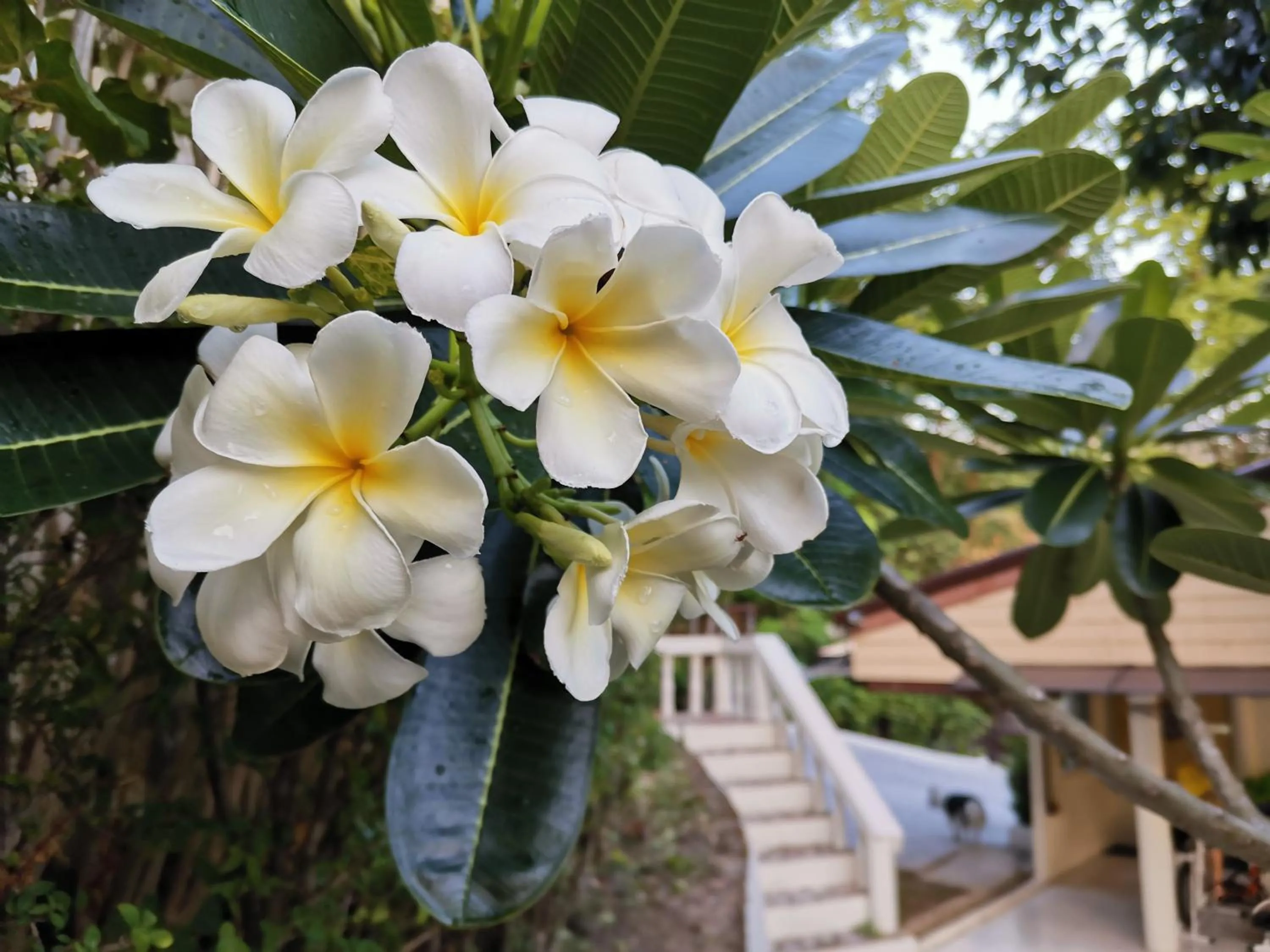 Garden in On The Hill Karon Resort