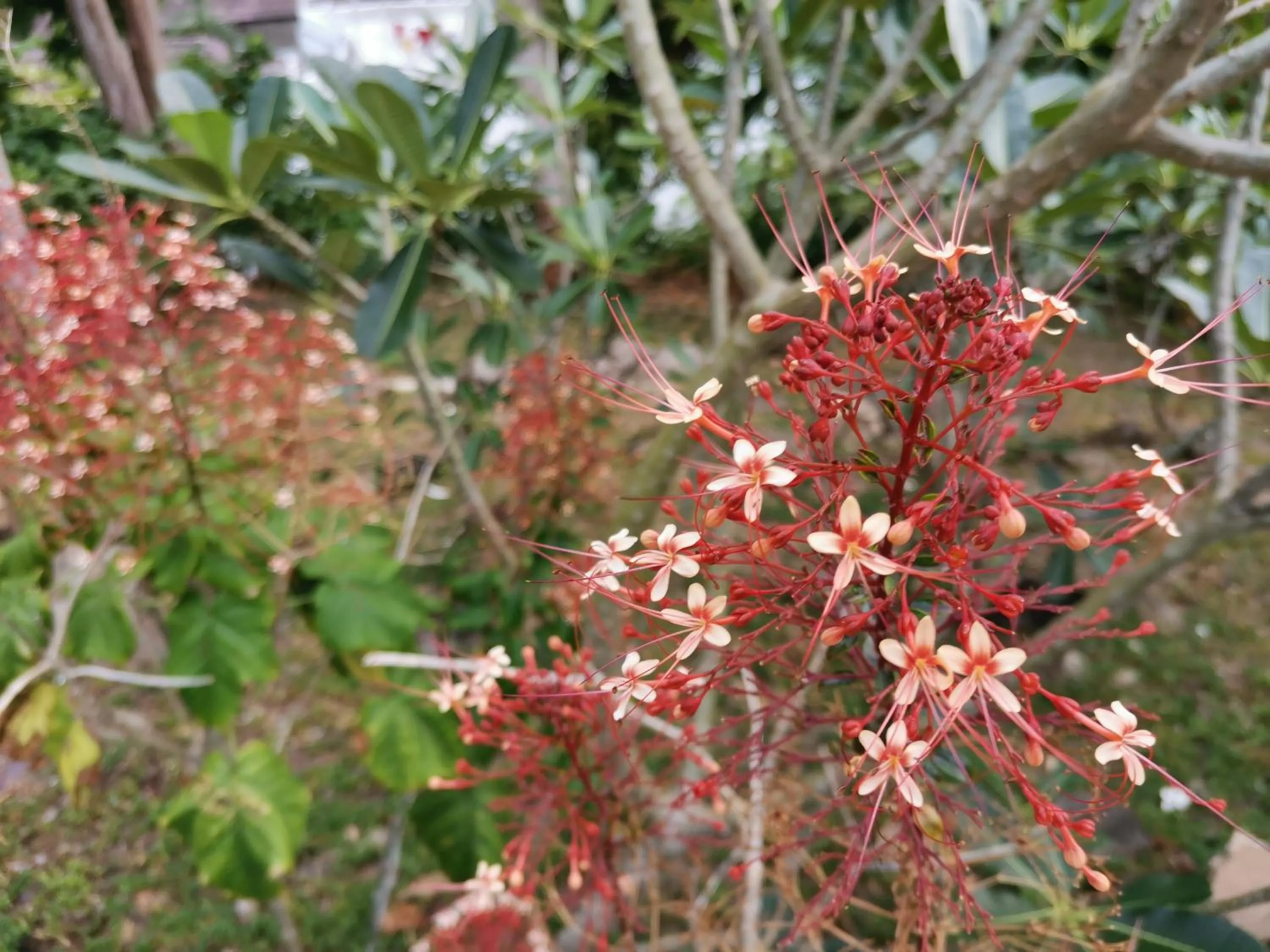 Garden in On The Hill Karon Resort