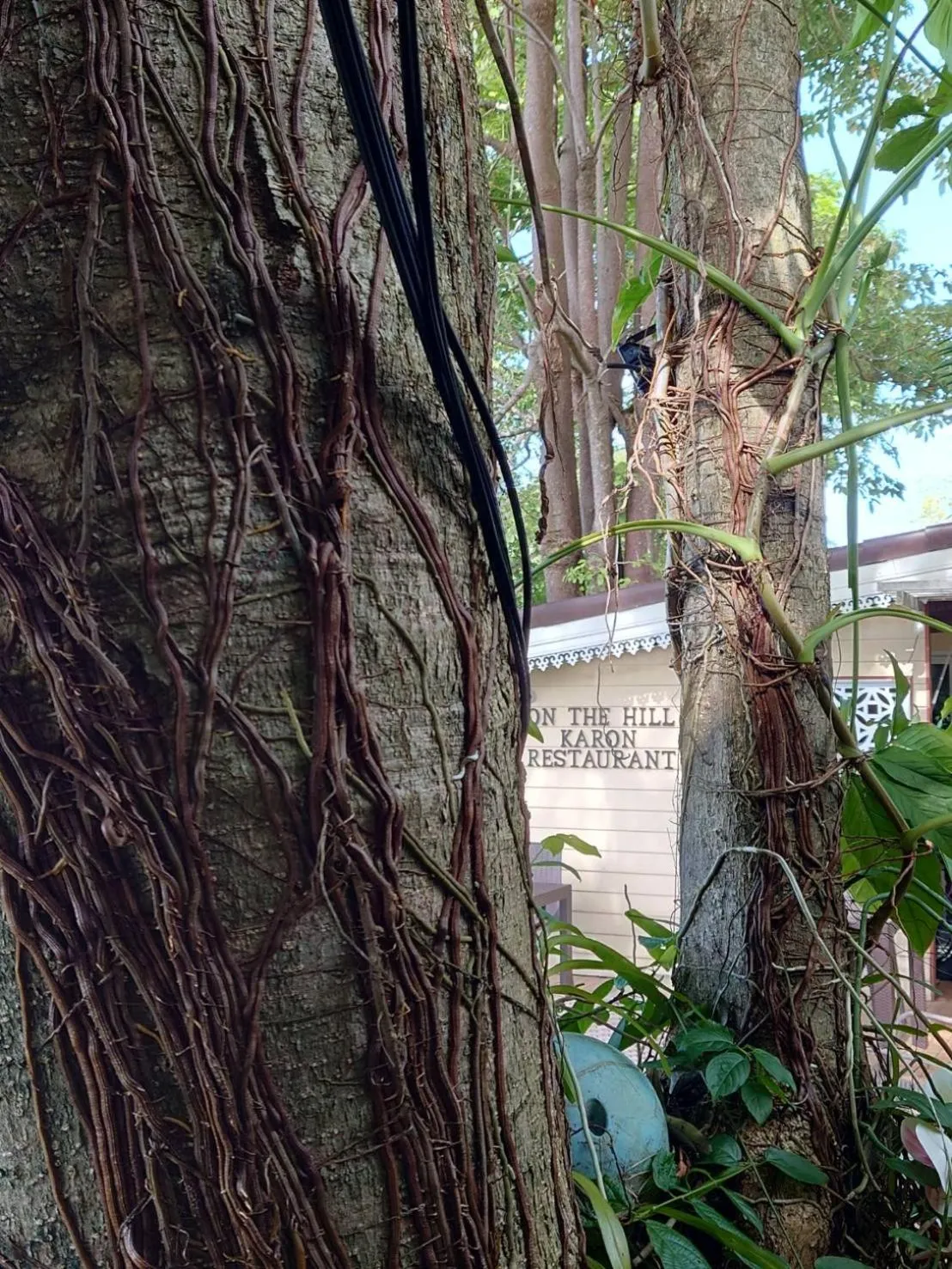 Restaurant/places to eat in On The Hill Karon Resort