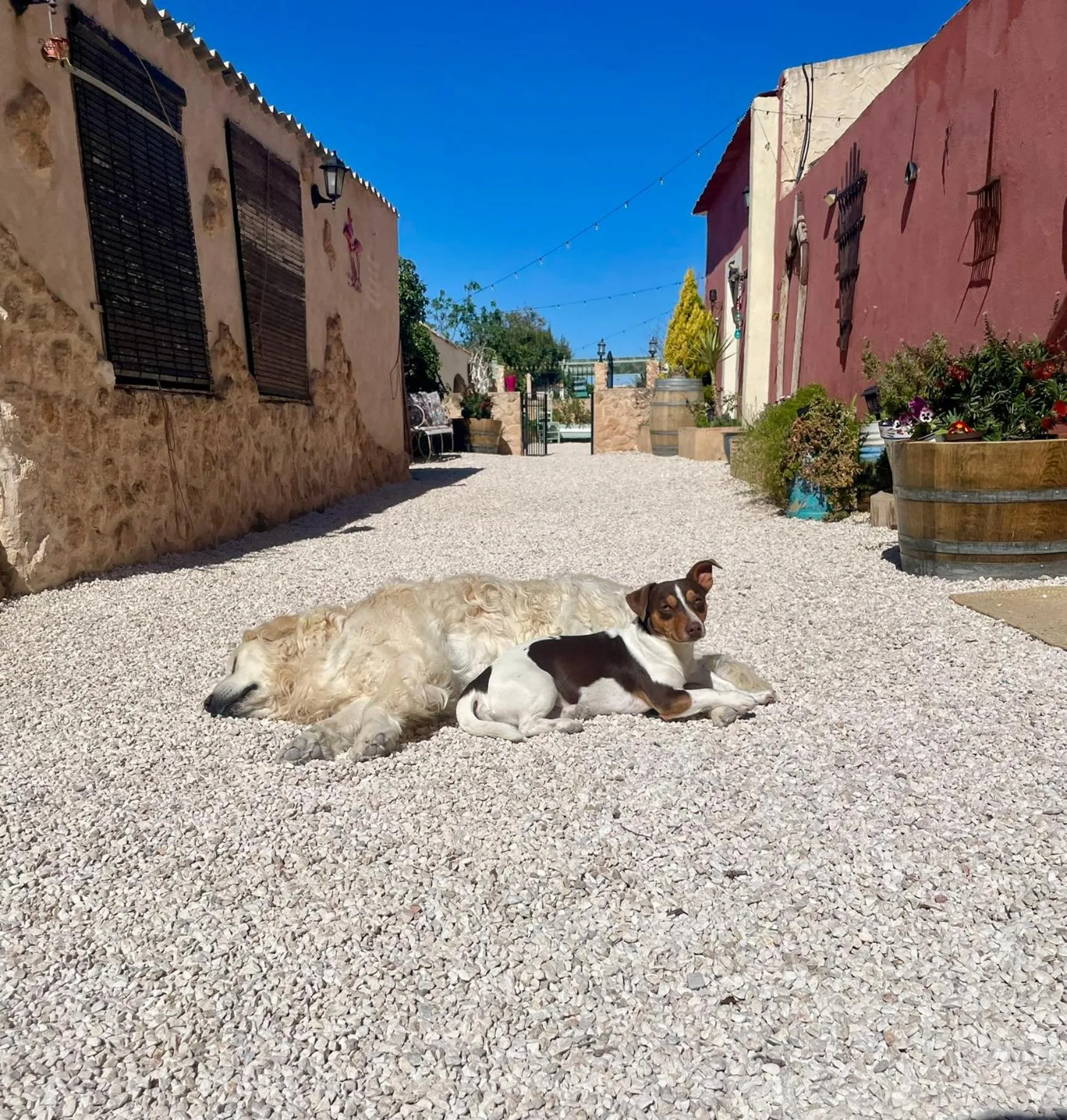 Pets in Casa Rural Ubeda - B&B - Pinoso-Alicante