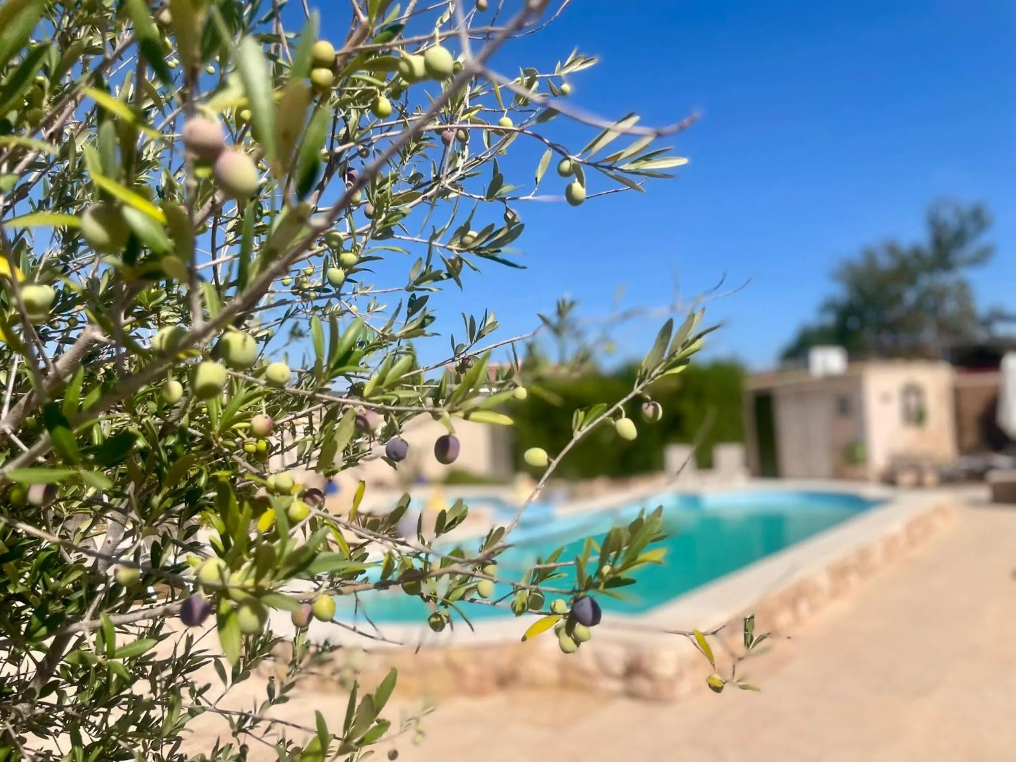 Garden in Casa Rural Ubeda - B&B - Pinoso-Alicante