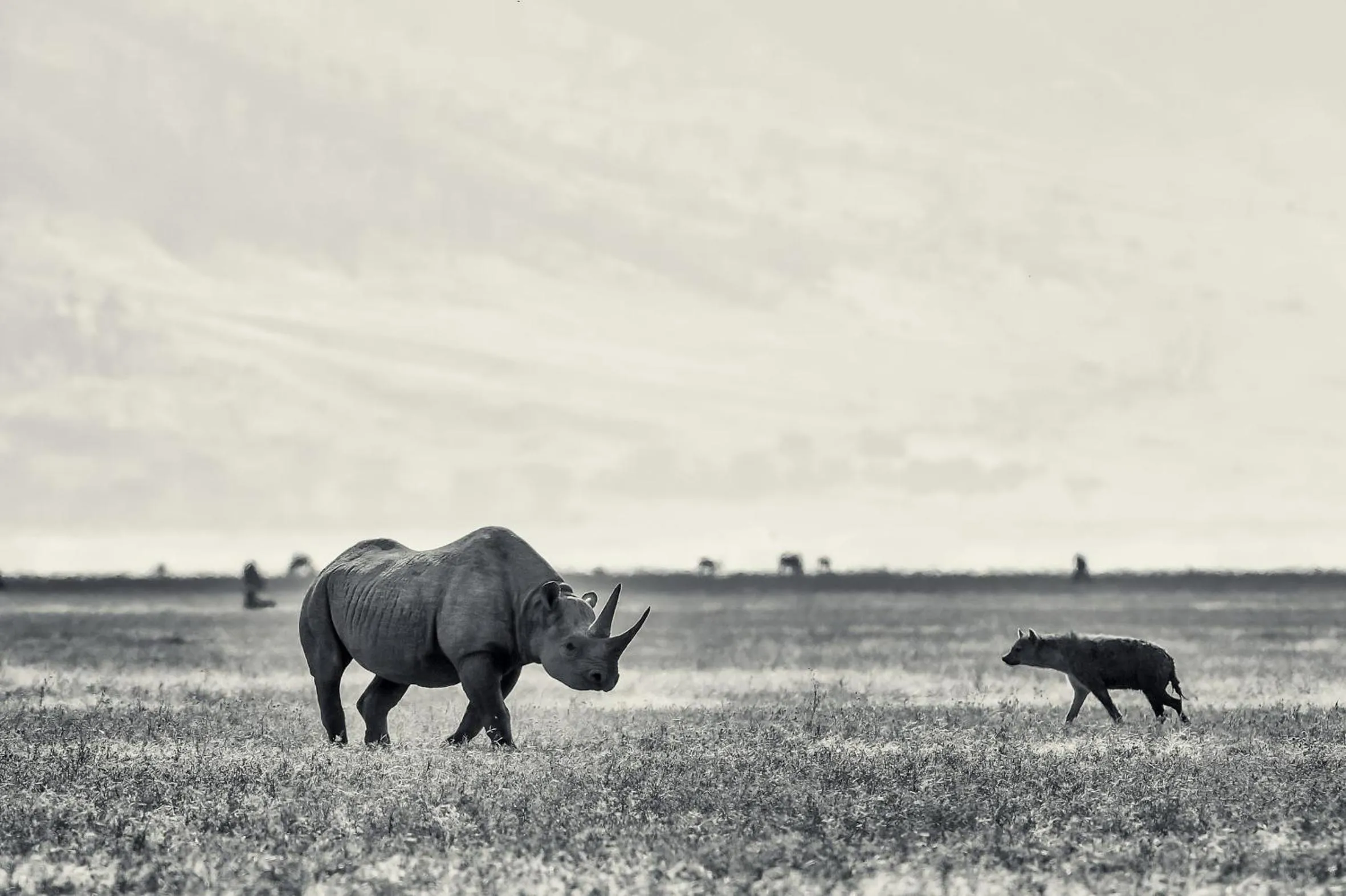 Animals in Ngorongoro Serena Safari Lodge