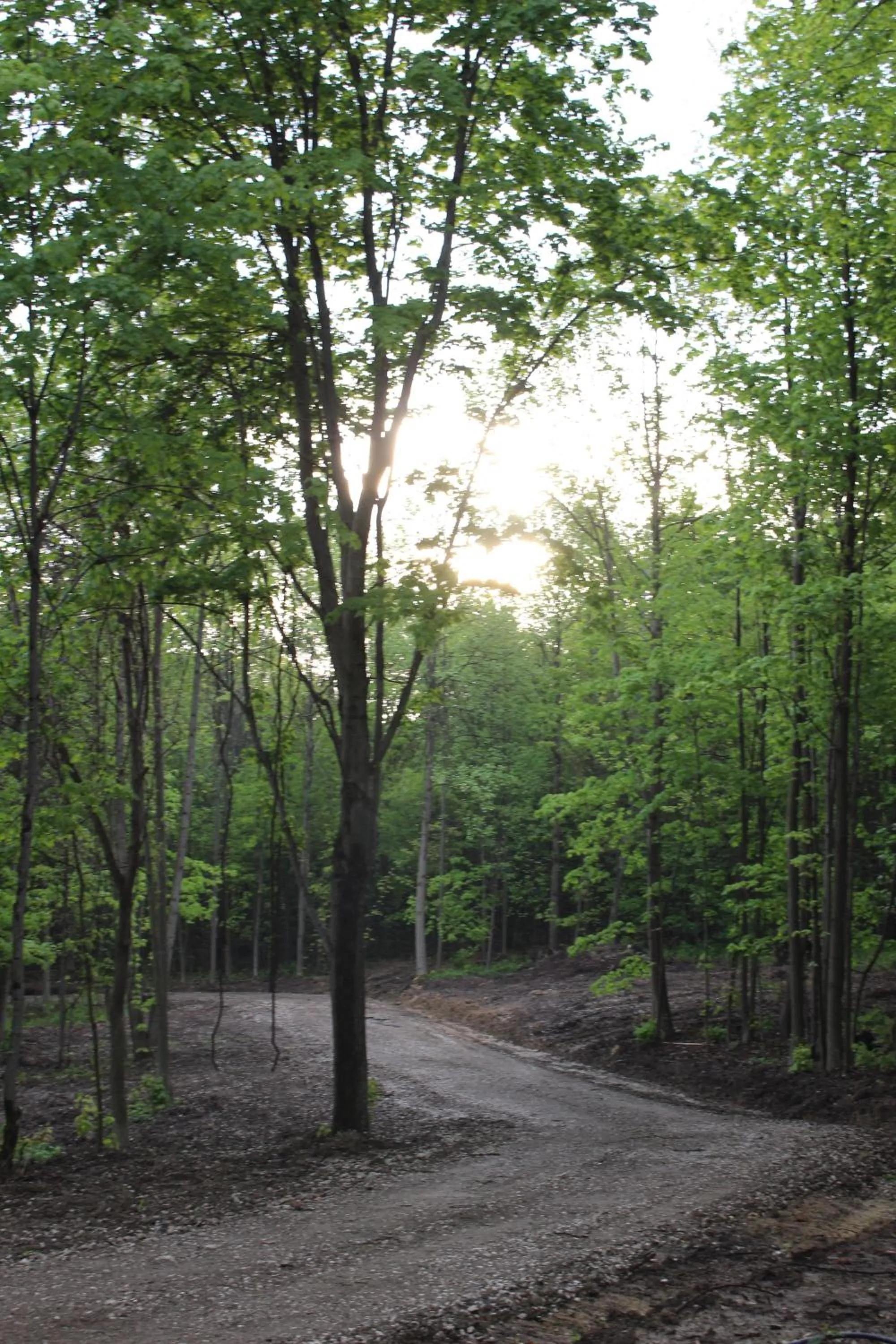 On site in Vineyard Woods