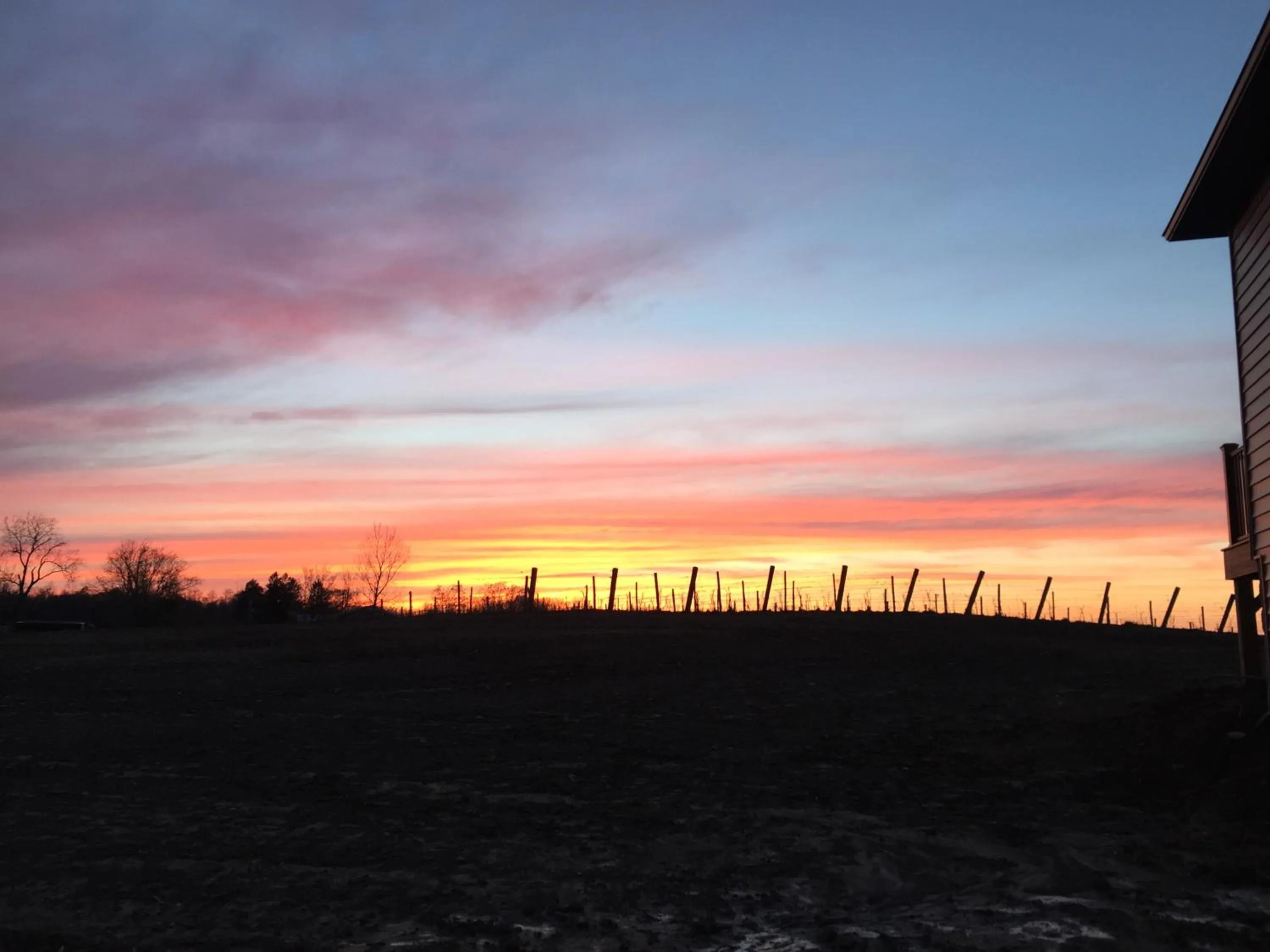 Spring in Vineyard Woods