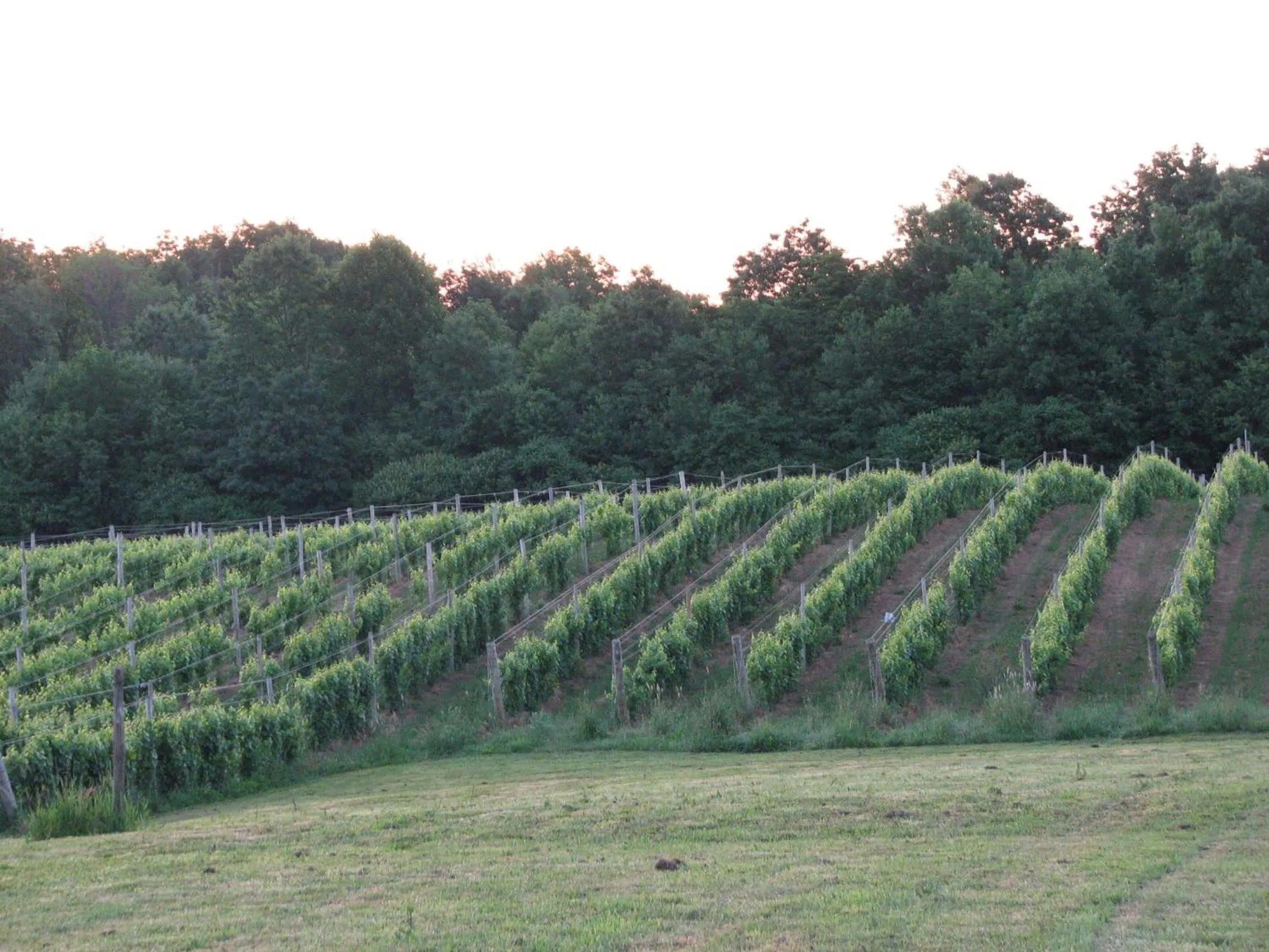 Summer in Vineyard Woods
